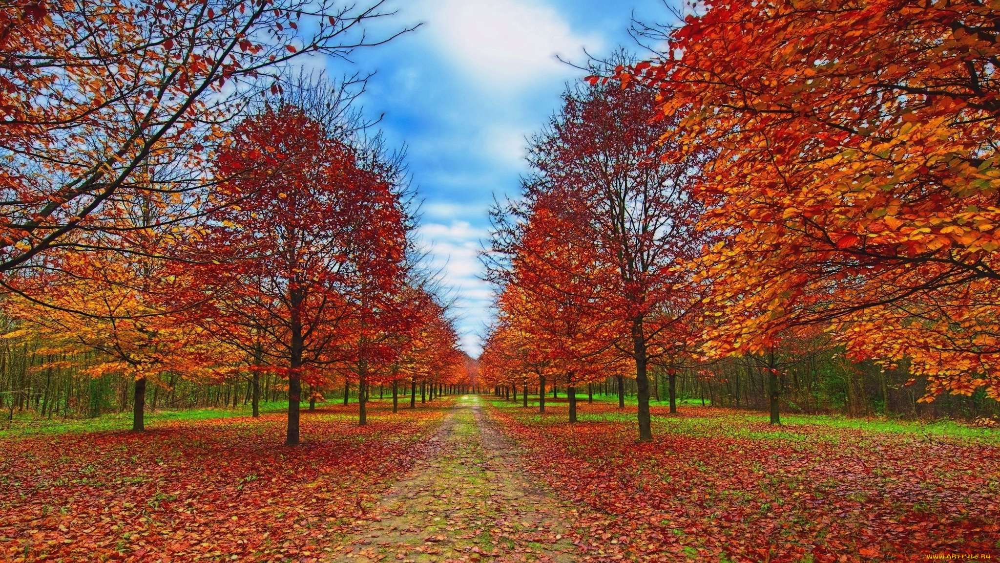 природа, дороги, осень, листва, тракт, лес