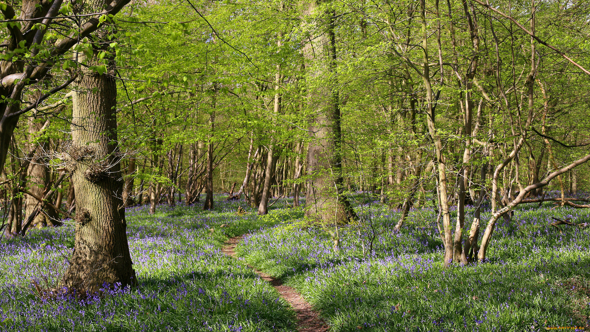 природа, дороги, тропинка, лес