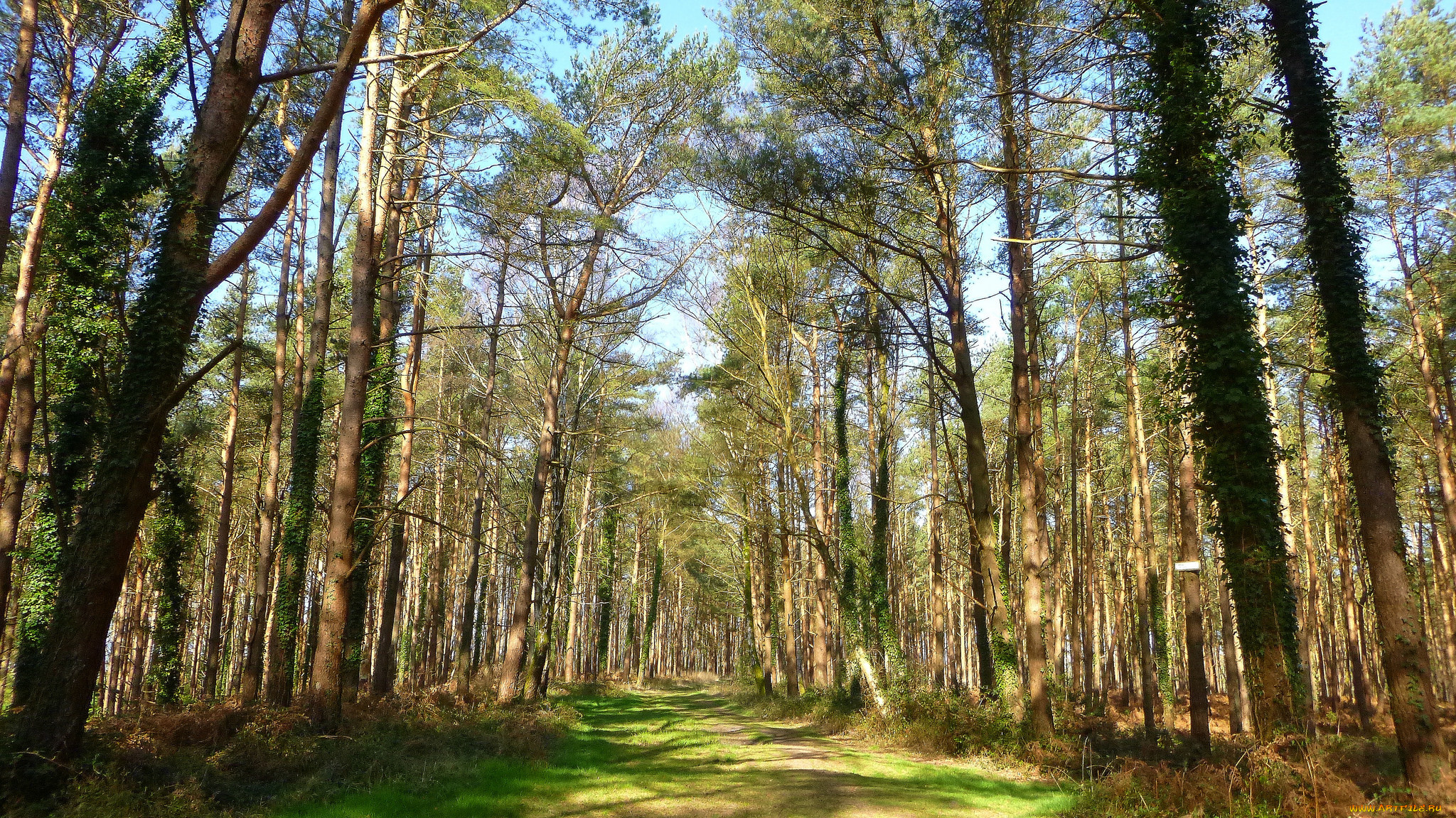 природа, дороги, тропинка, лес