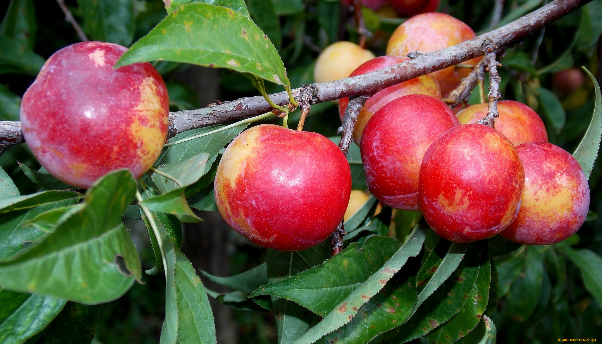природа, плоды, ветка, яблоки