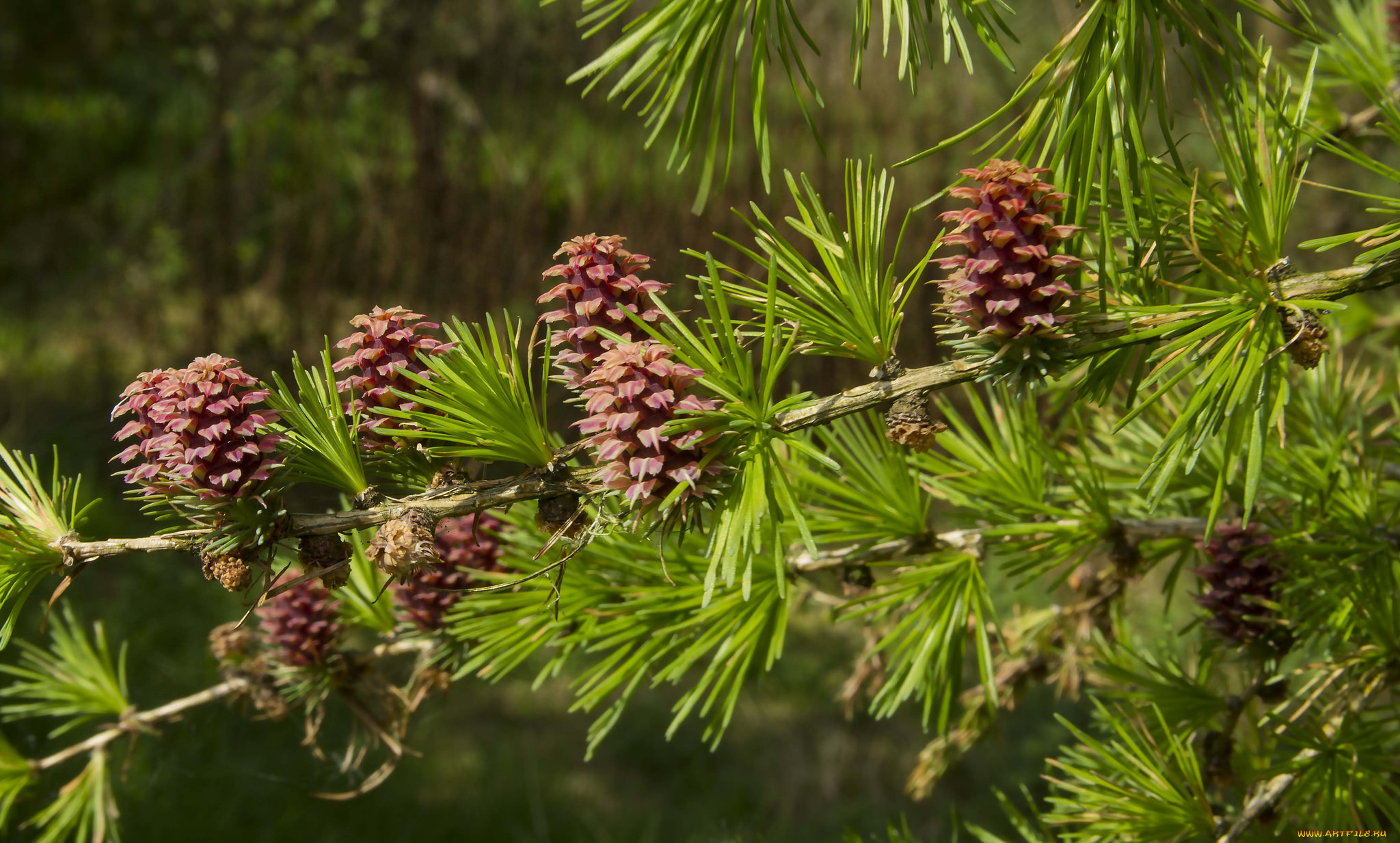 природа, шишки, , жёлуди, , каштаны, иголки, сосна