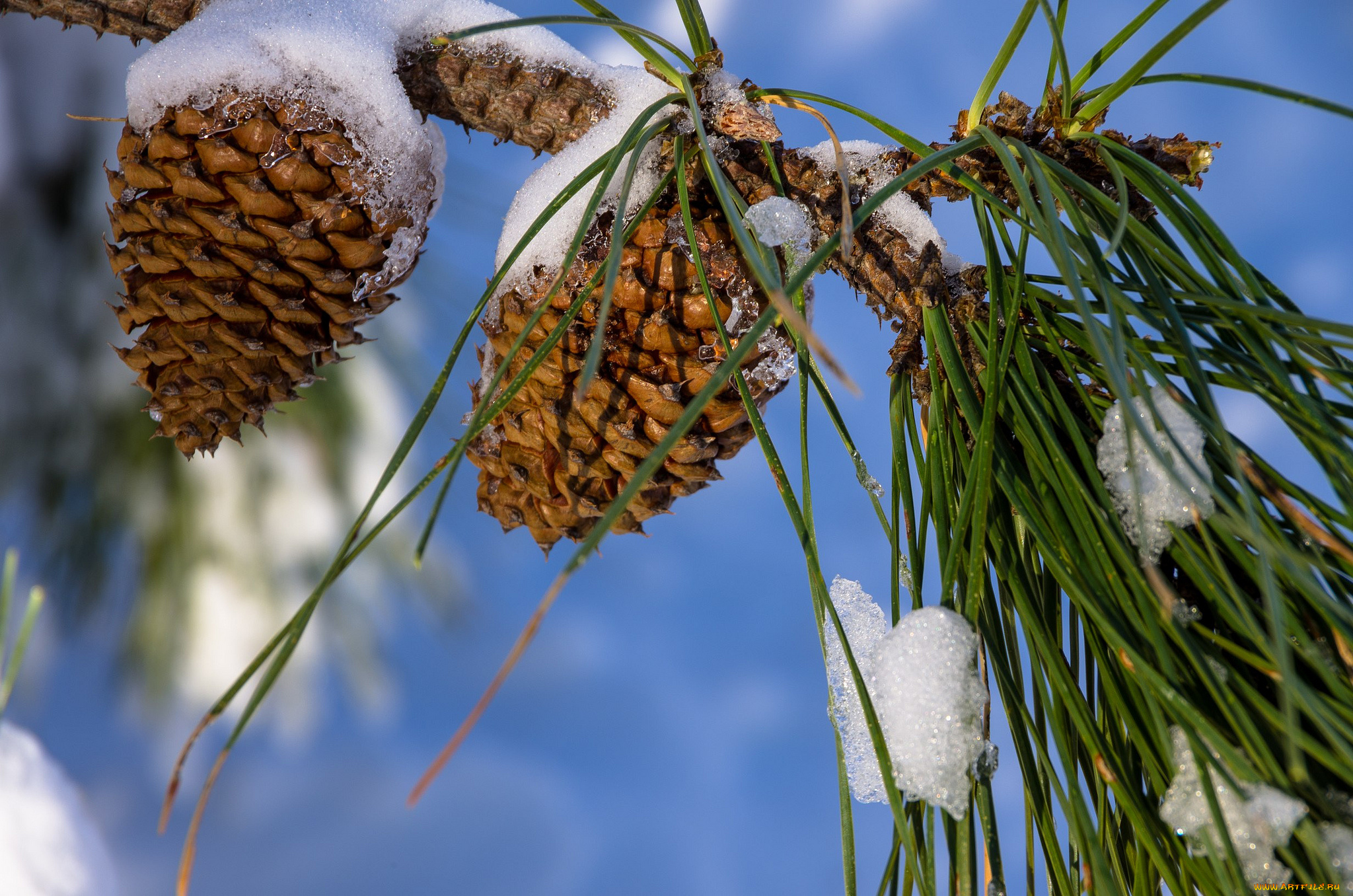 природа, шишки, , жёлуди, , каштаны, иглы, снег, сосна