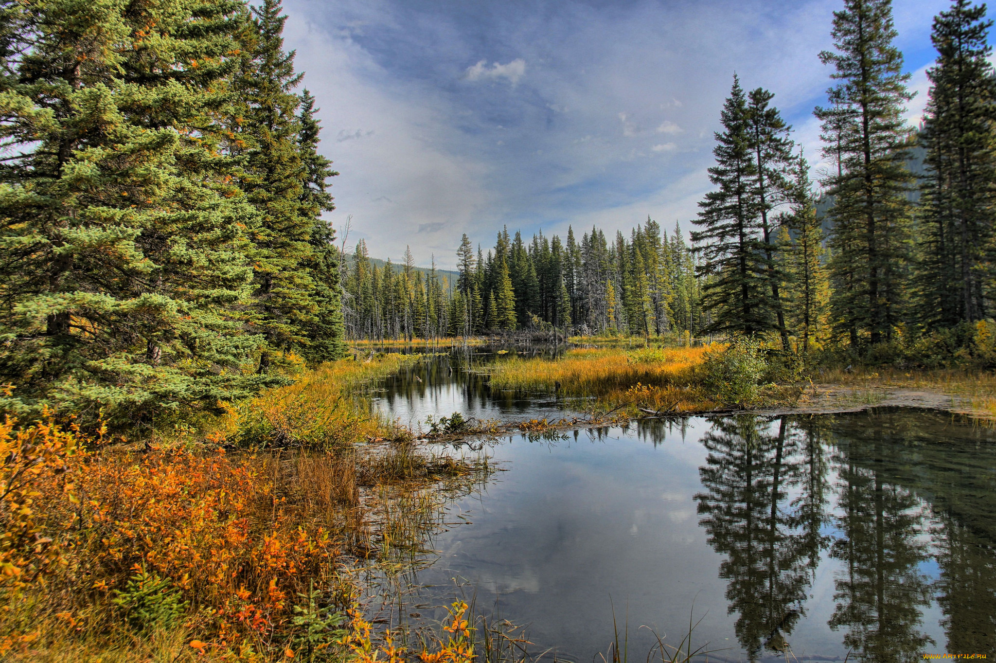 природа, реки, озера, отражение, река, лес