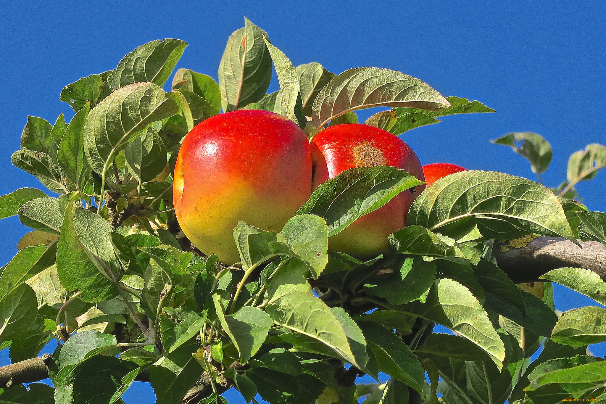 природа, плоды, яблоки, дерево