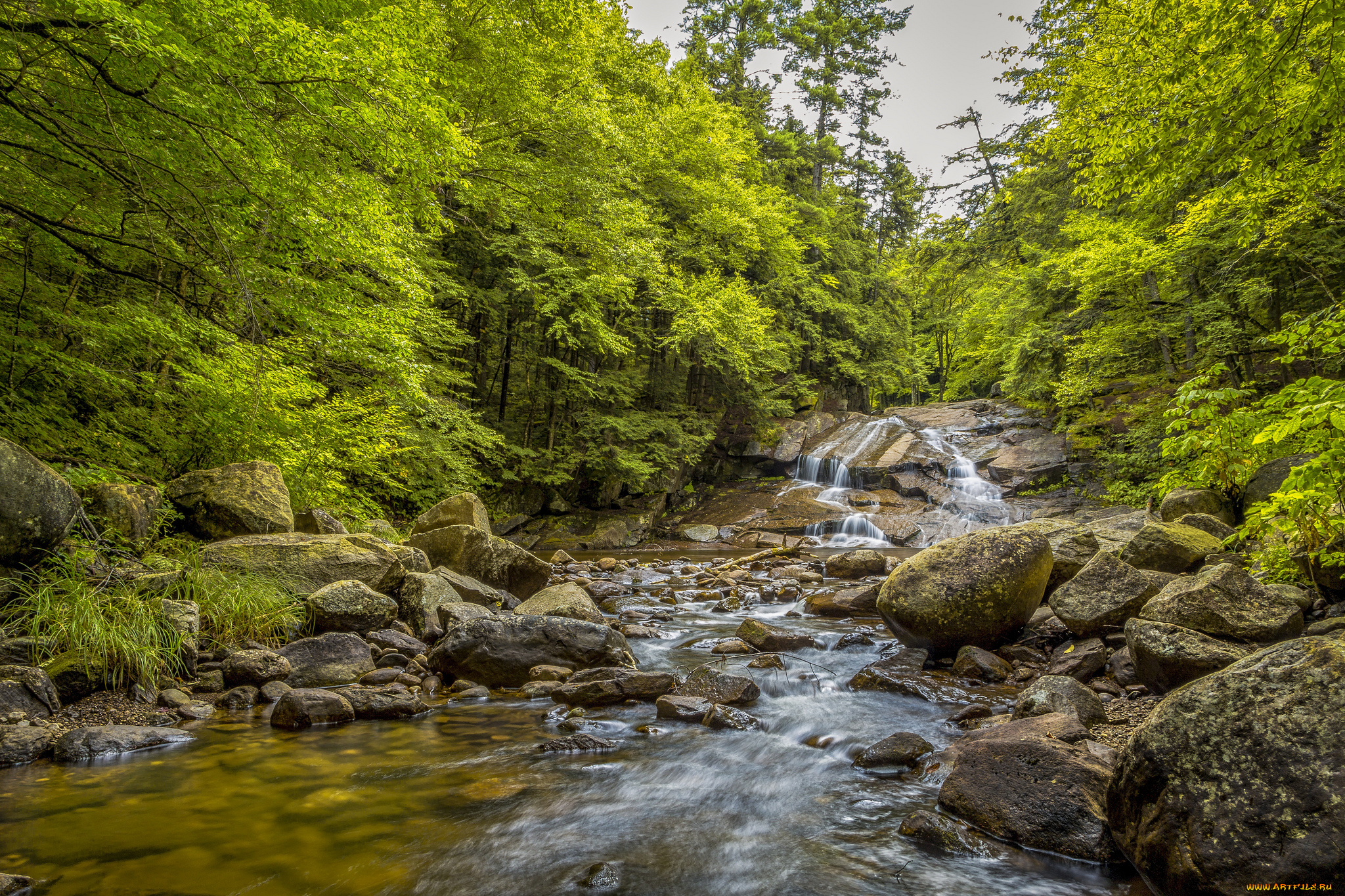 природа, реки, озера, лес, река