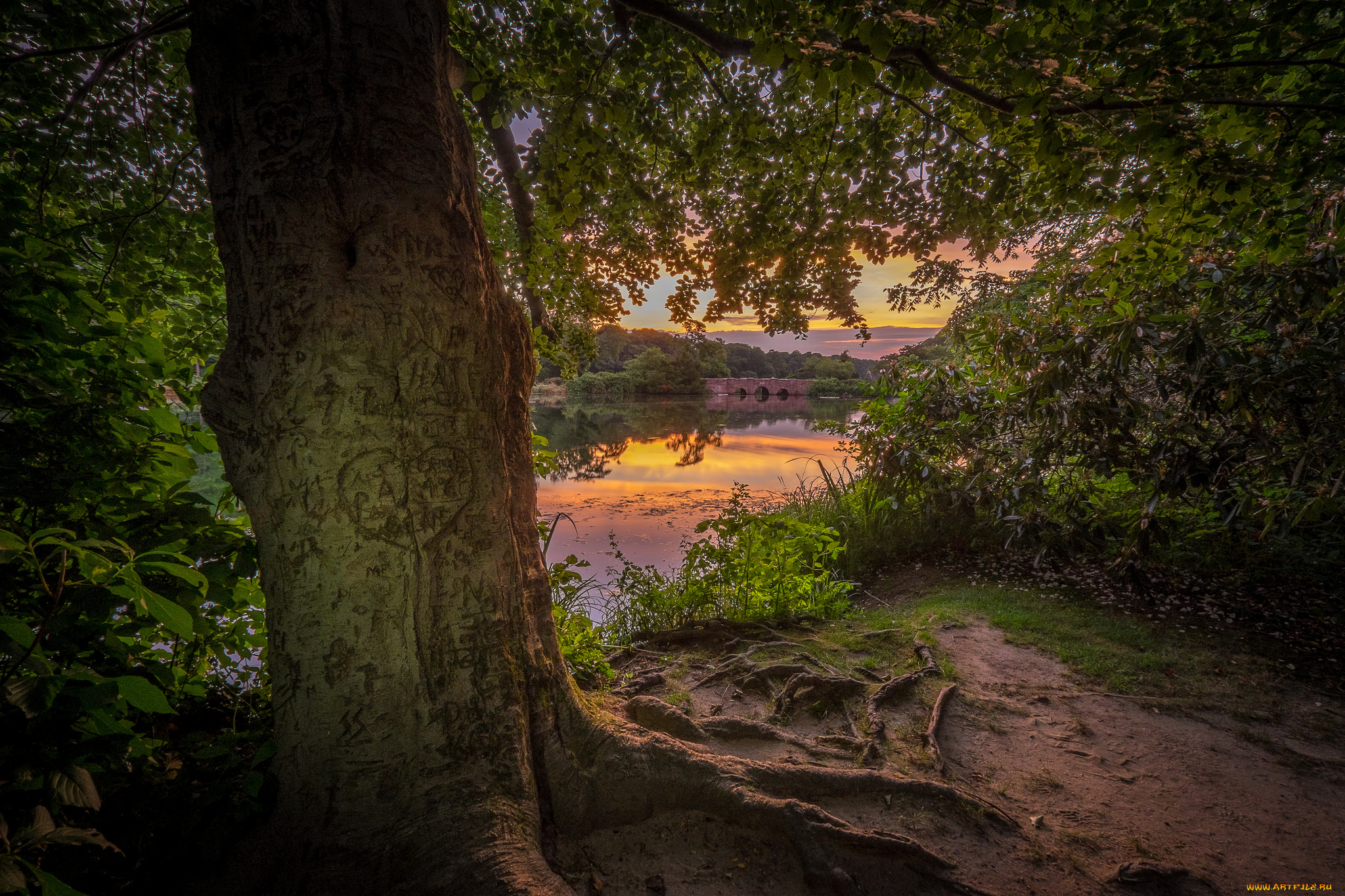 природа, реки, озера, река, лес