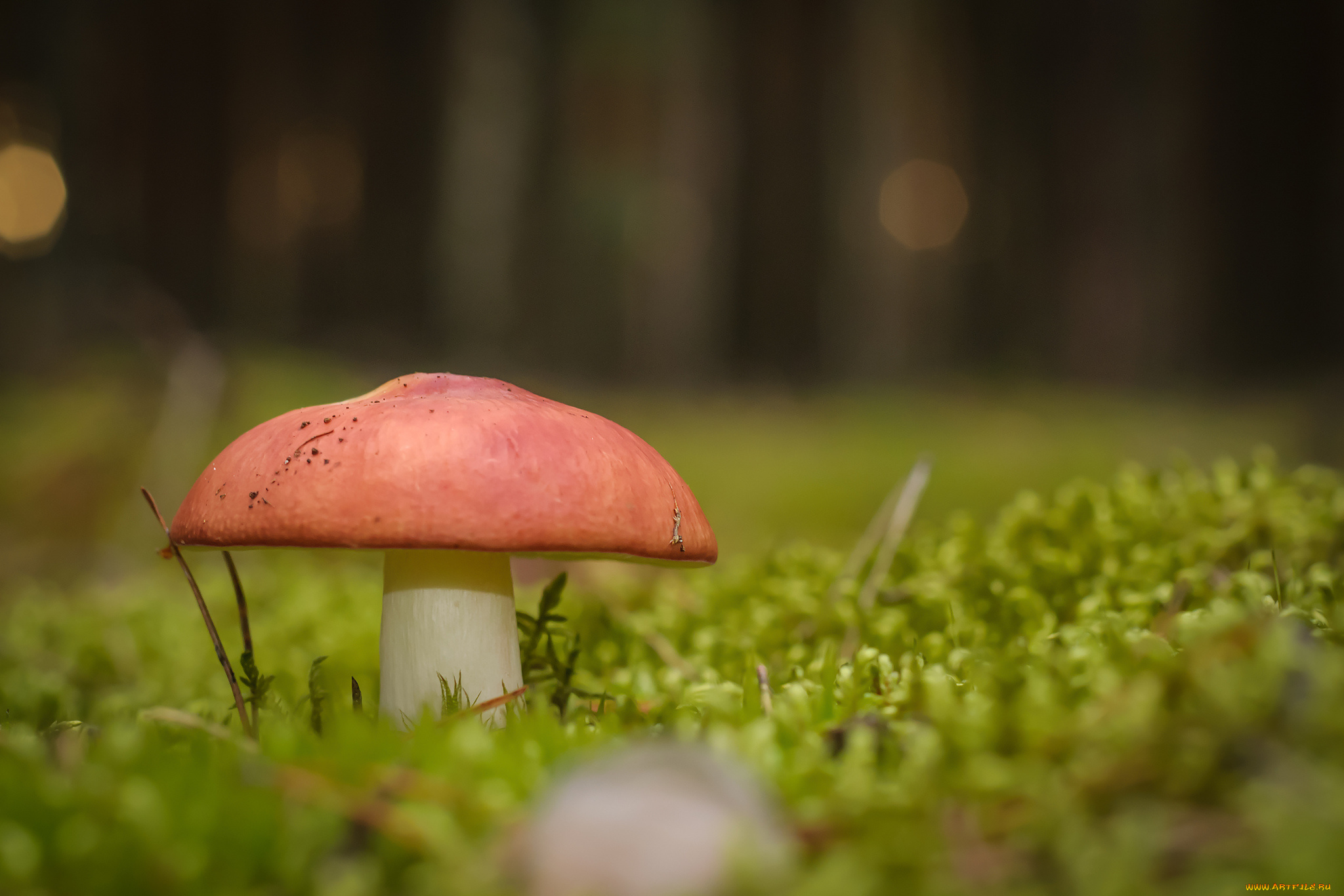 природа, грибы, трава, луг, макро, гриб
