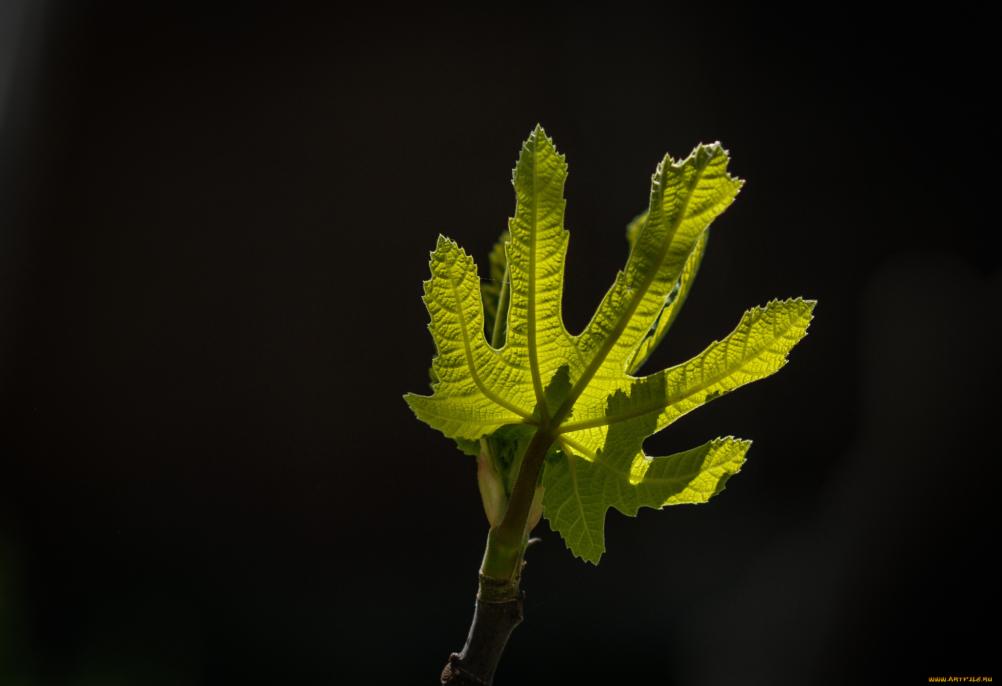 природа, листья, макро, свет, лист, фон, тёмный