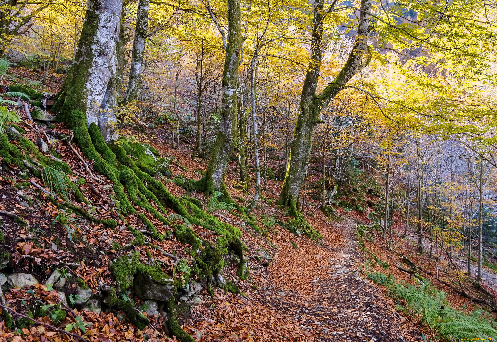 природа, дороги, тропинка, лес, осень