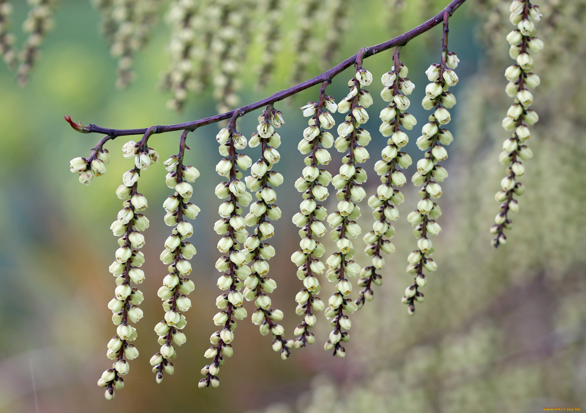 природа, макро, фон, висюльки, ветка