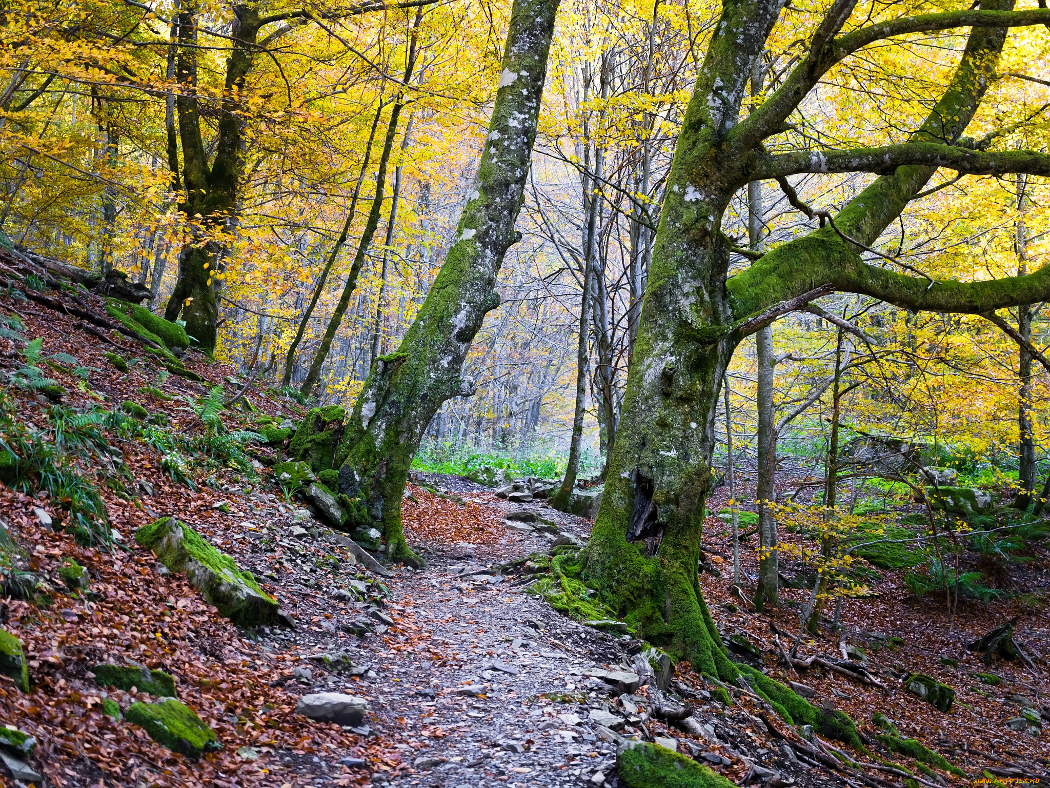 природа, дороги, осень, тропинка, лес