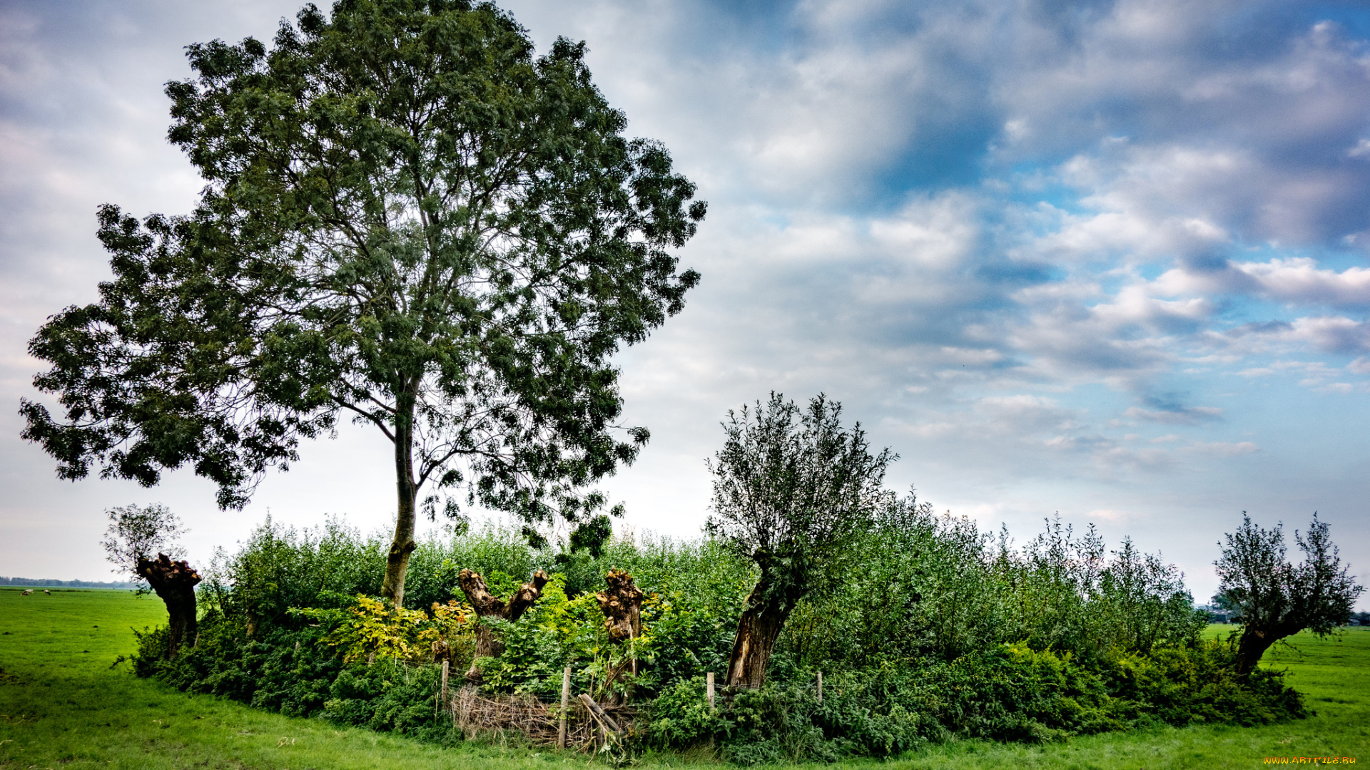 природа, деревья, поле