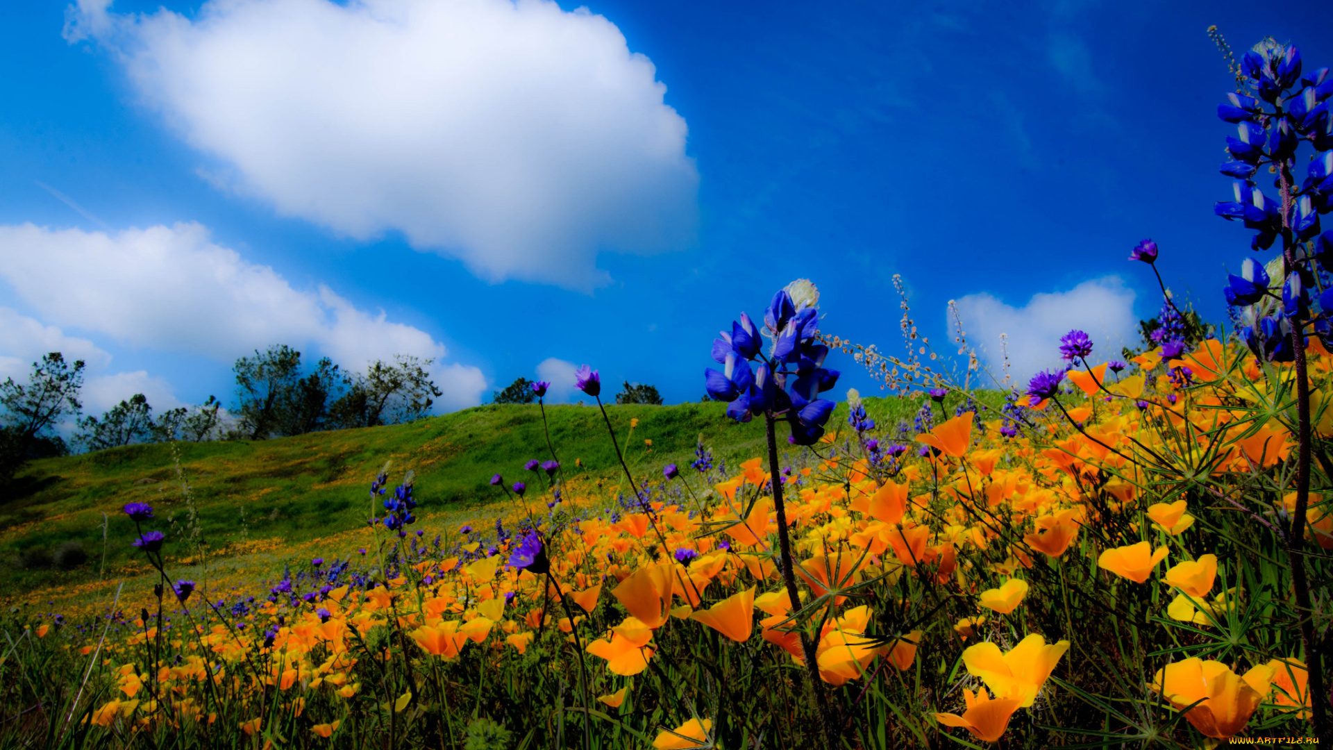 природа, луга, трава, цветы