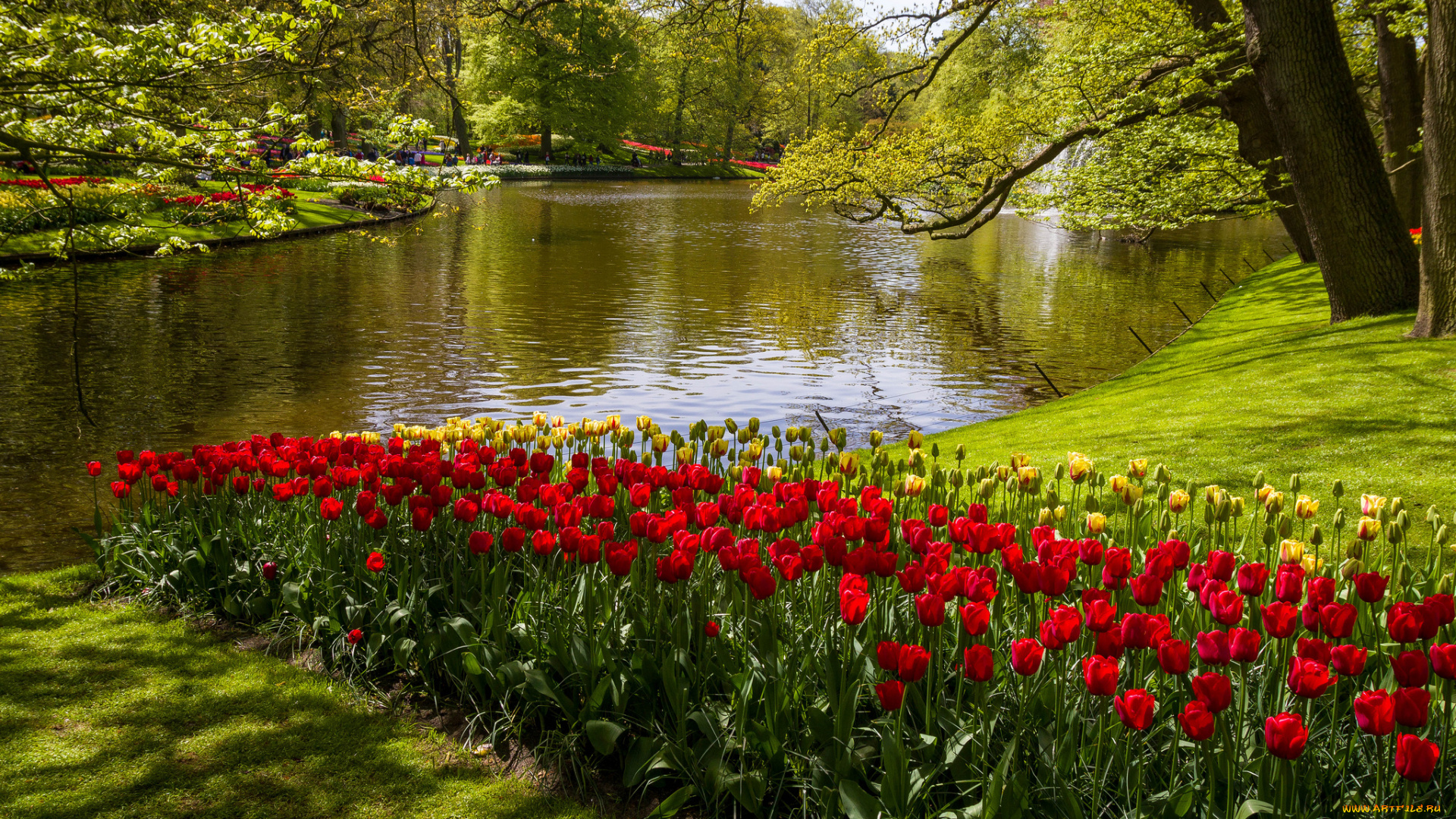 природа, реки, озера, лес, река