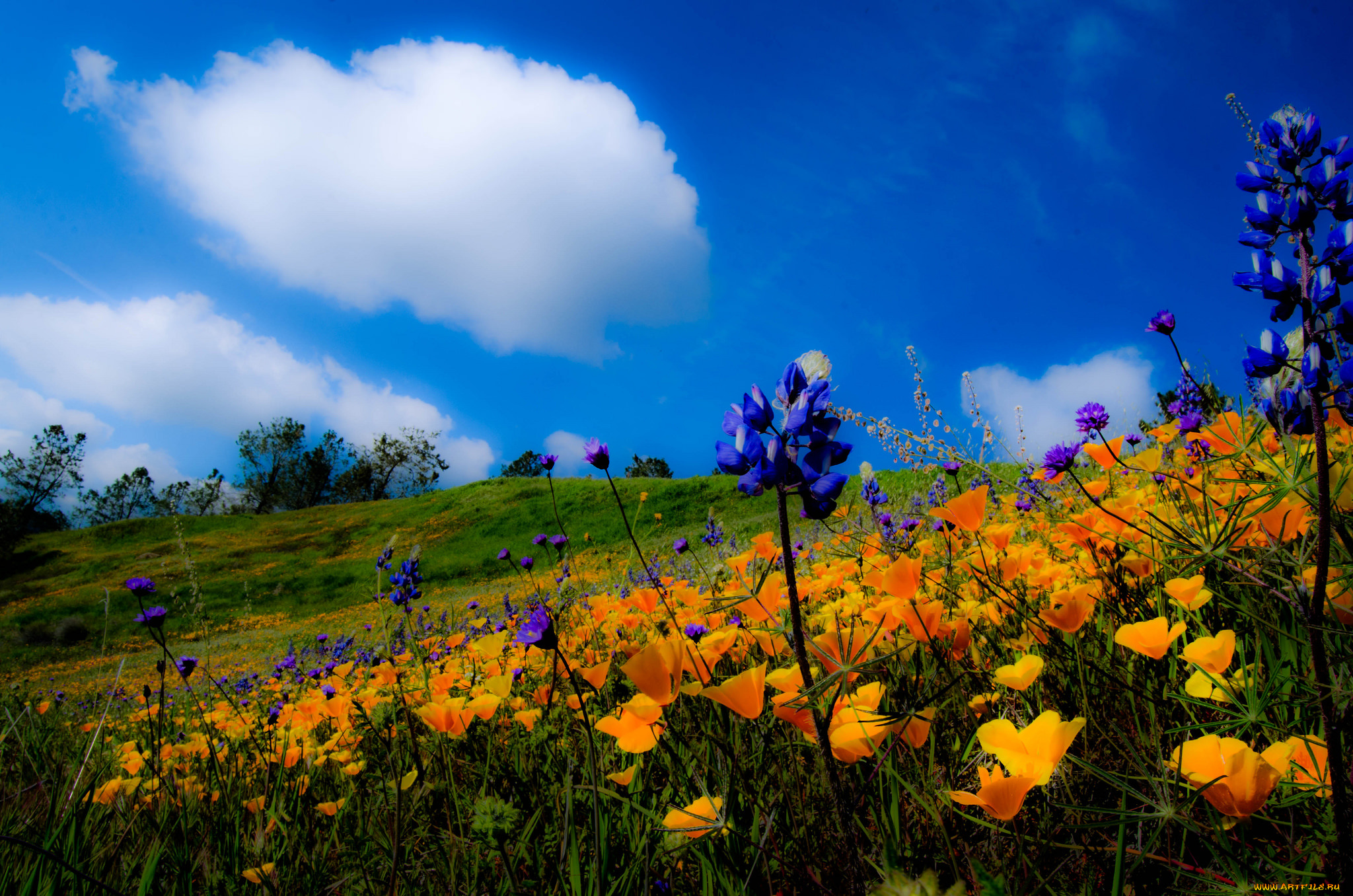 природа, луга, трава, цветы