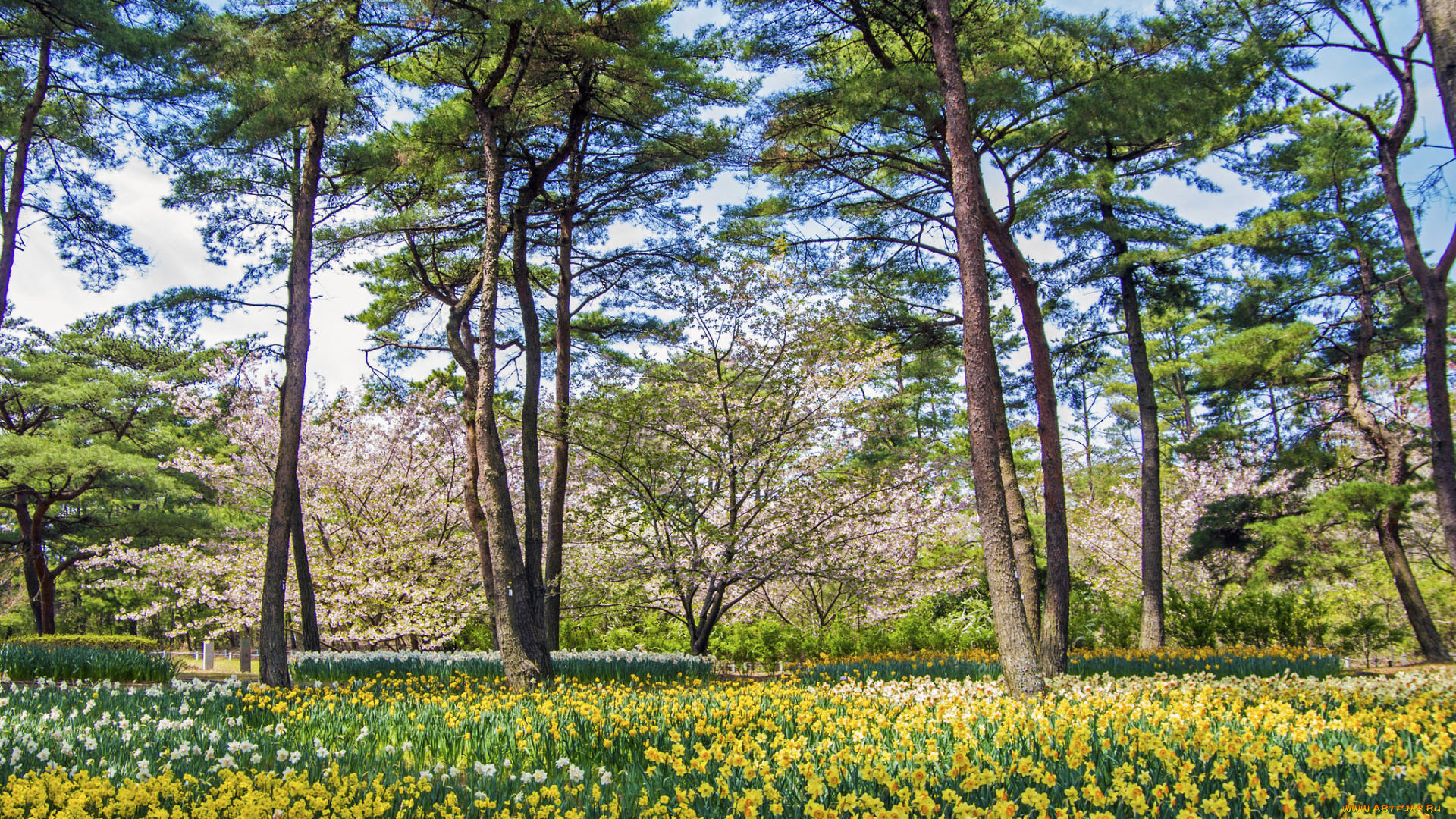 природа, лес, опушка