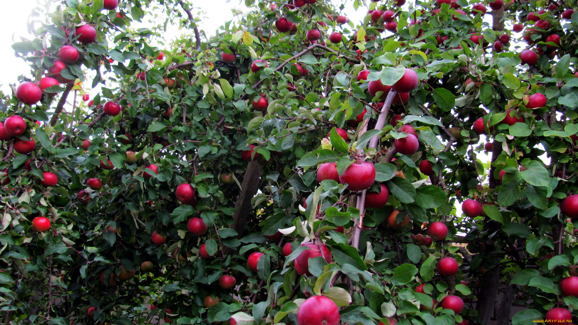 природа, плоды, яблоки, урожай, яблоня