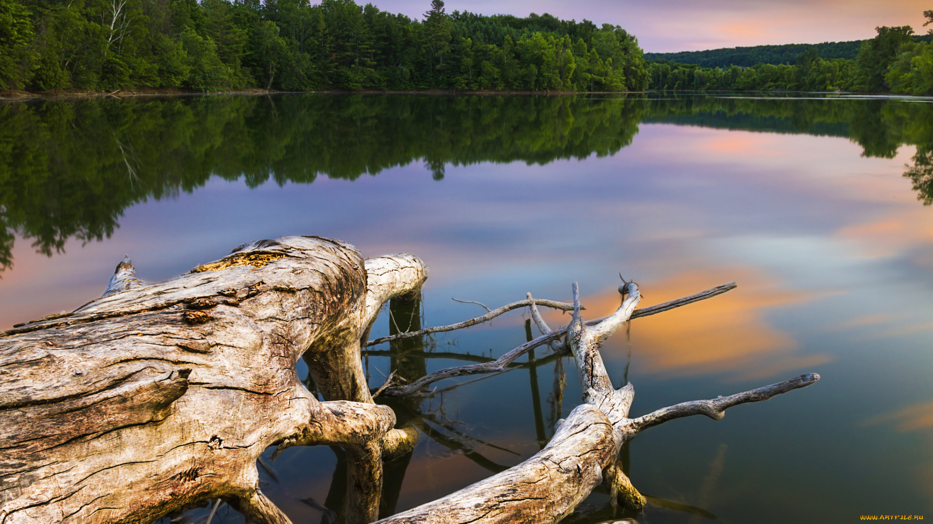 природа, реки, озера, река, лес