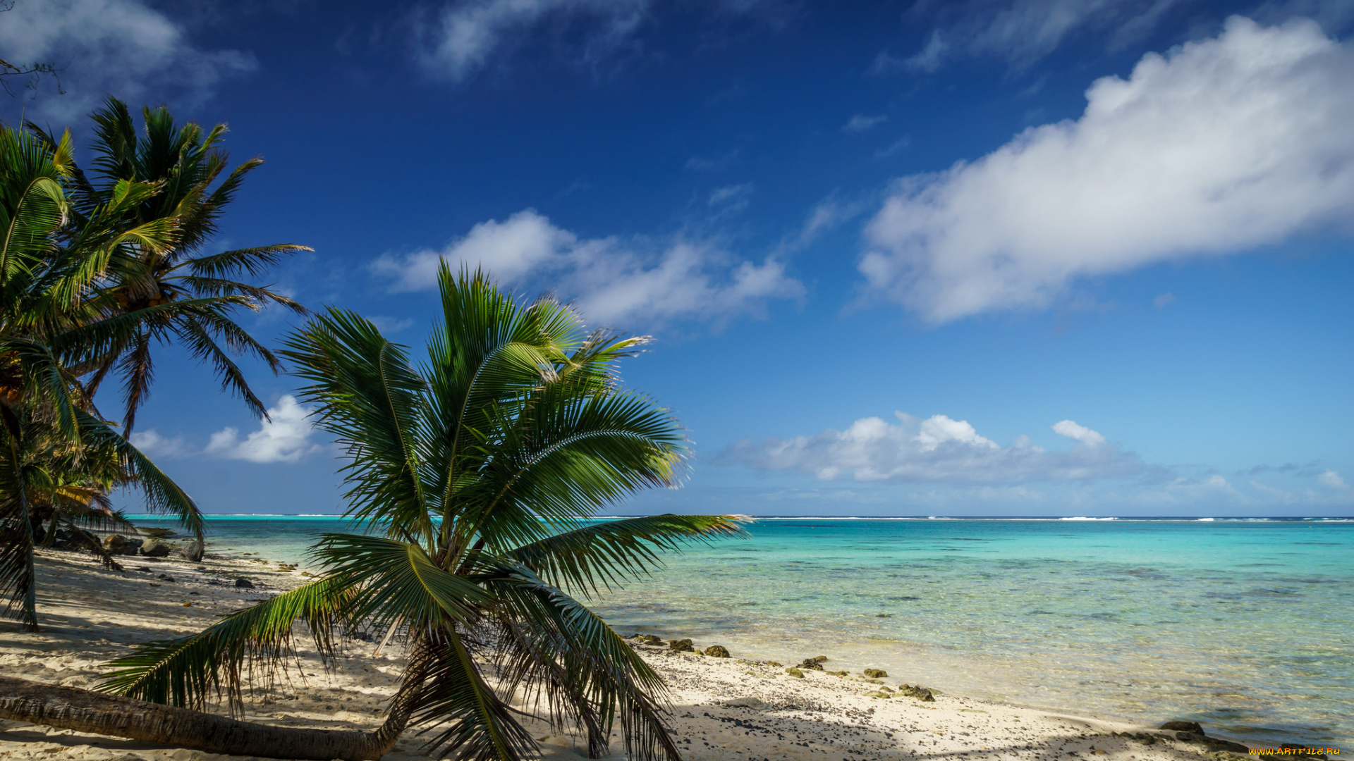 природа, тропики, курорт