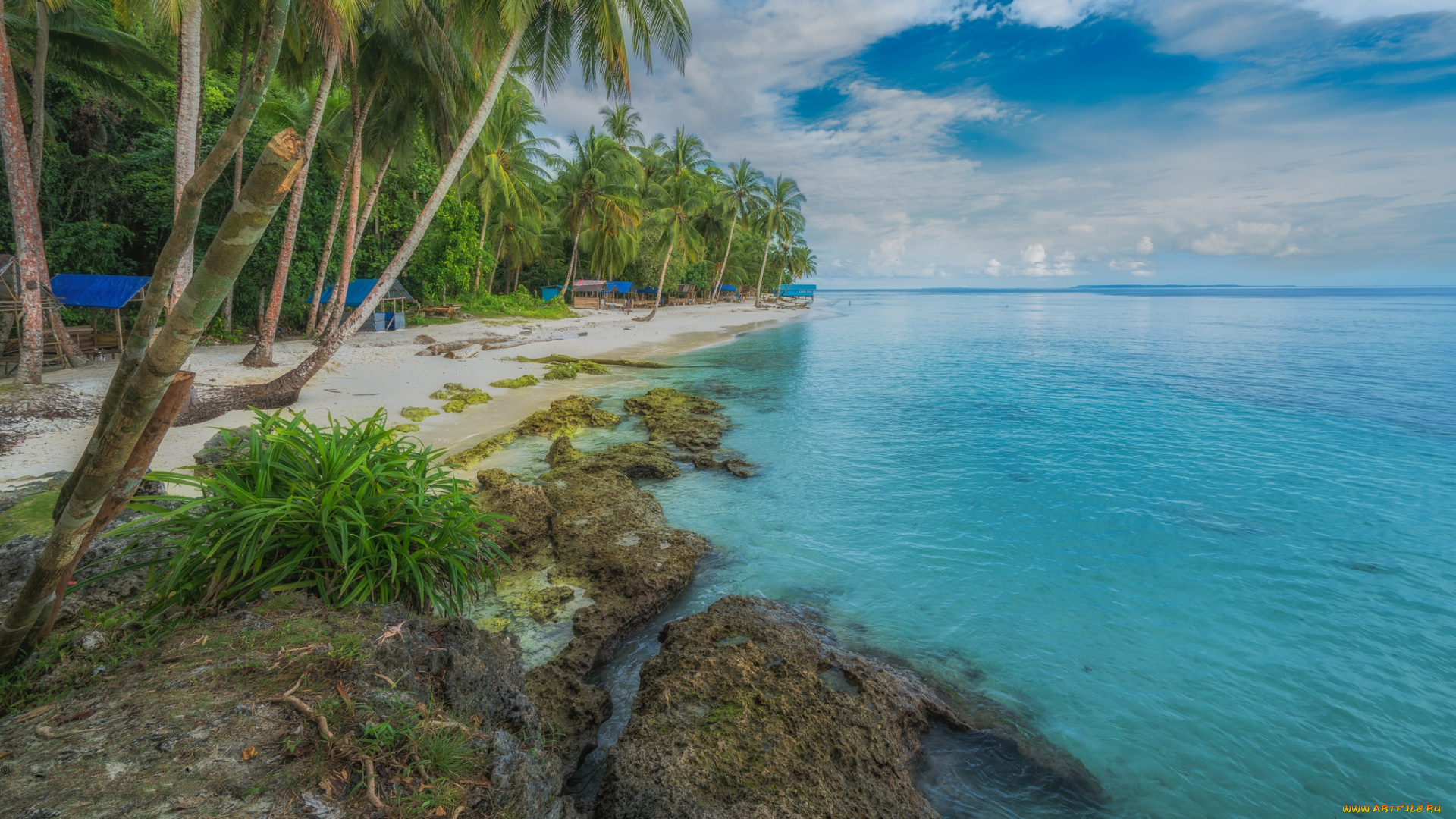 природа, тропики, курорт