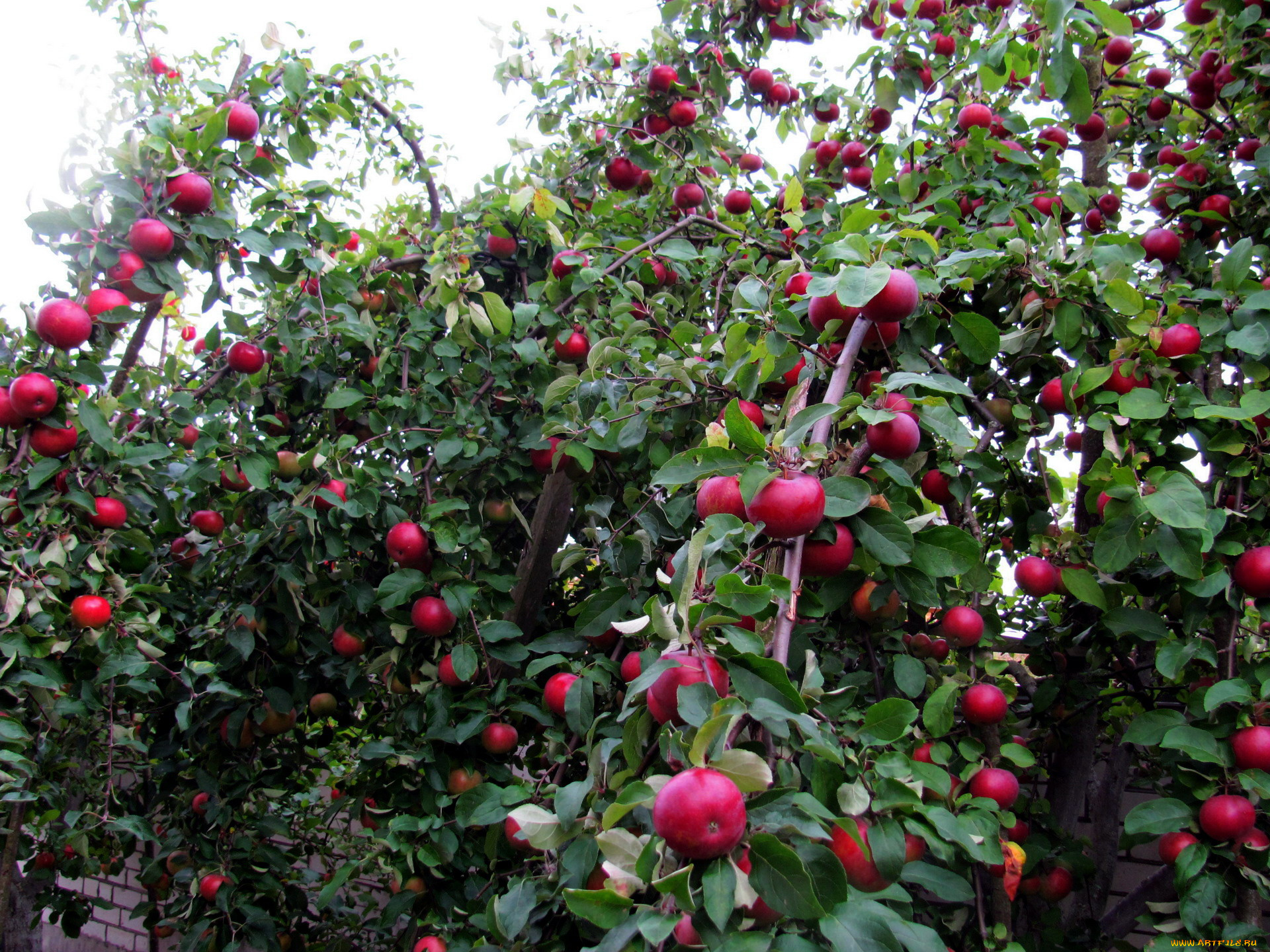природа, плоды, яблоки, урожай, яблоня