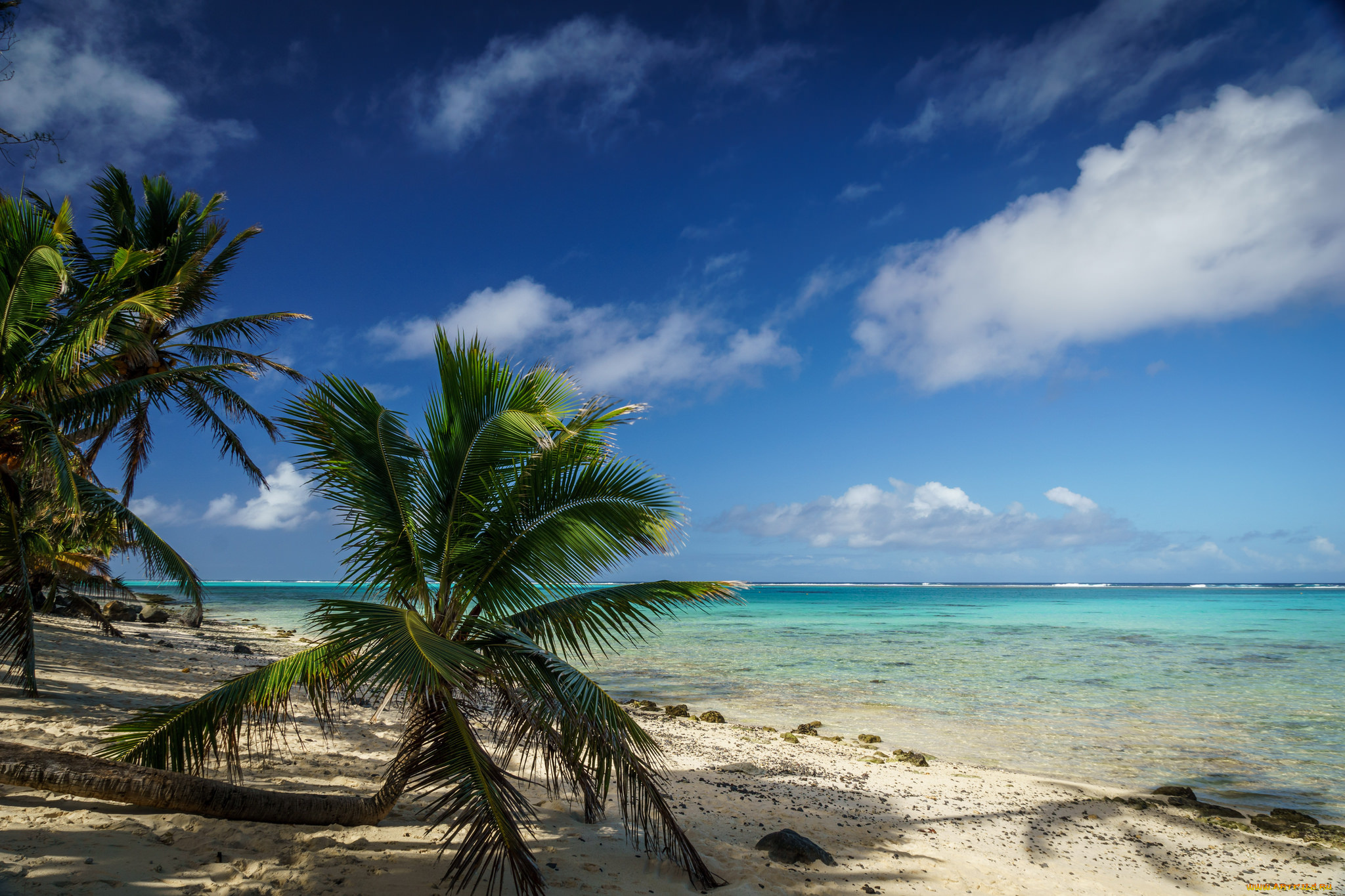 природа, тропики, курорт