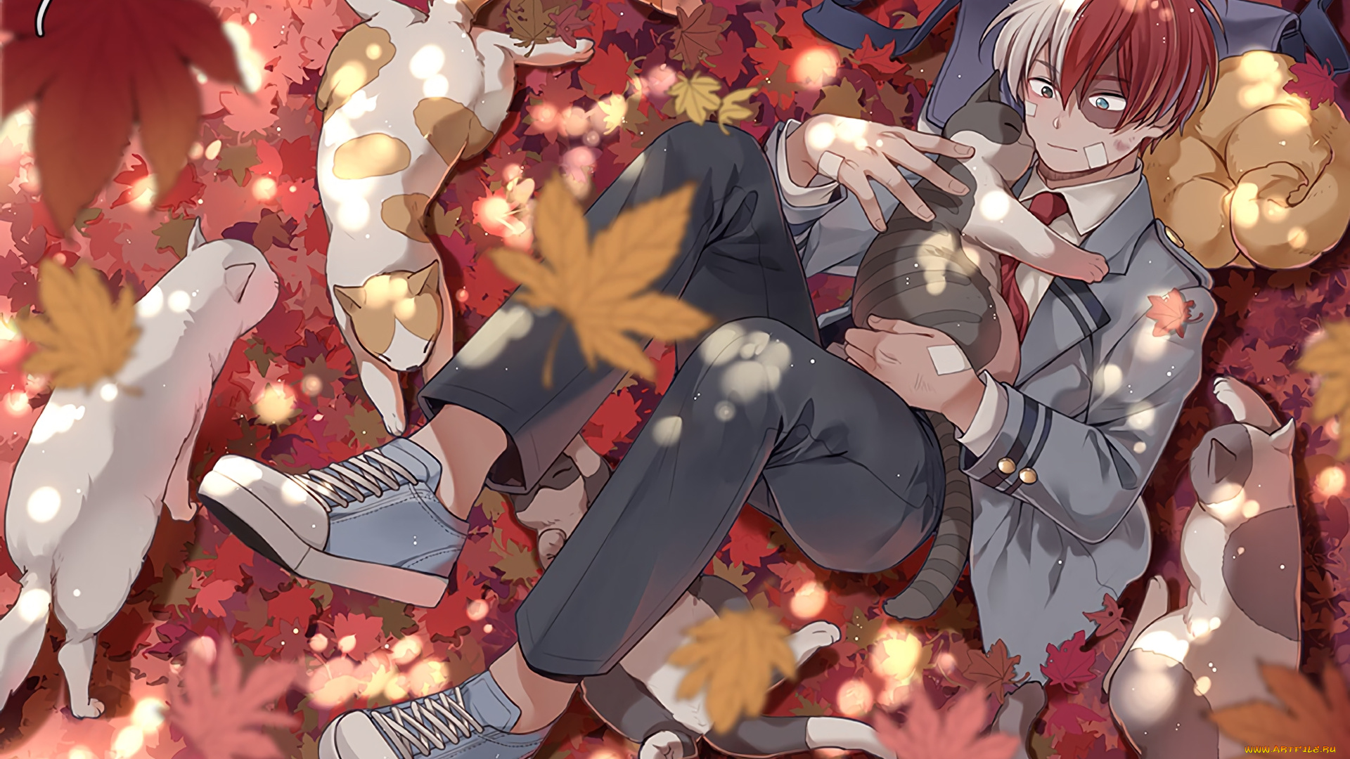 аниме, boku, no, hero, academia, шото, коты