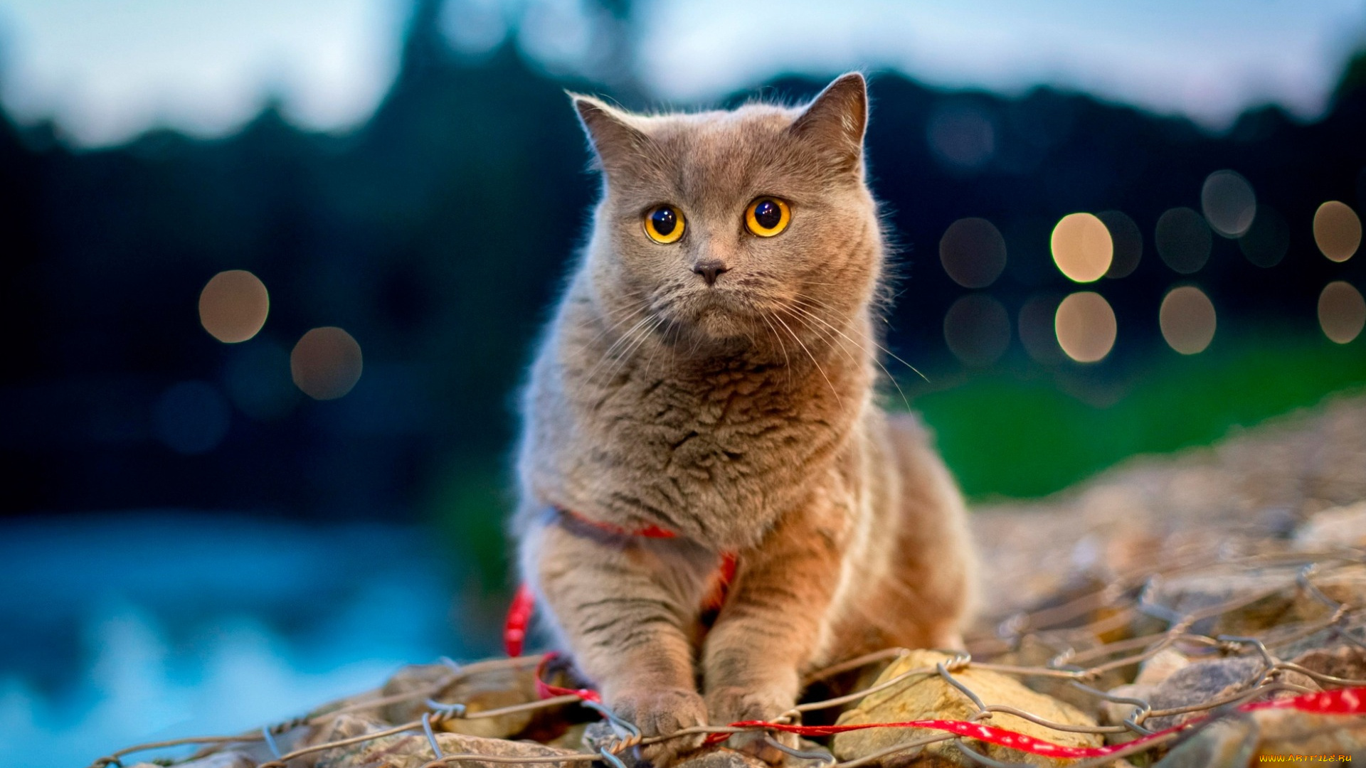 британская, кошка, животные, коты, cute, animals, домашние, британская, кошка, вечер, pets