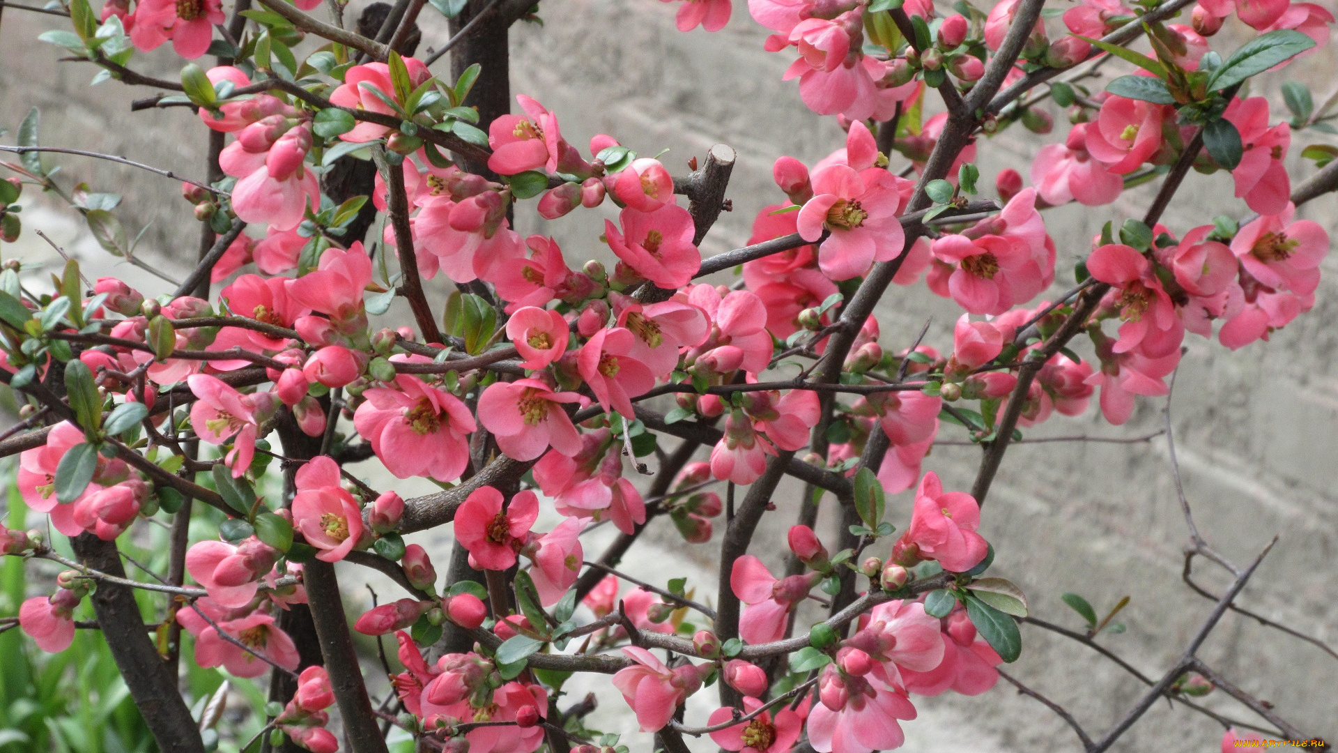 цветы, айва, весна, 2018
