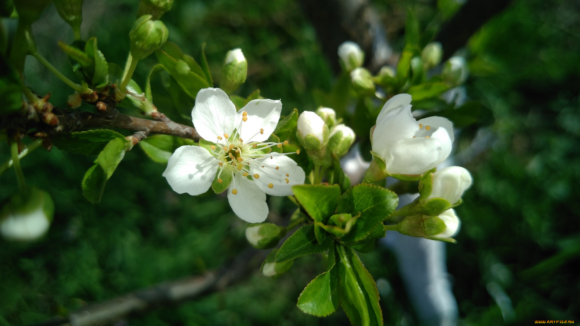 цветы, цветущие, деревья, , , кустарники, весна, 2018