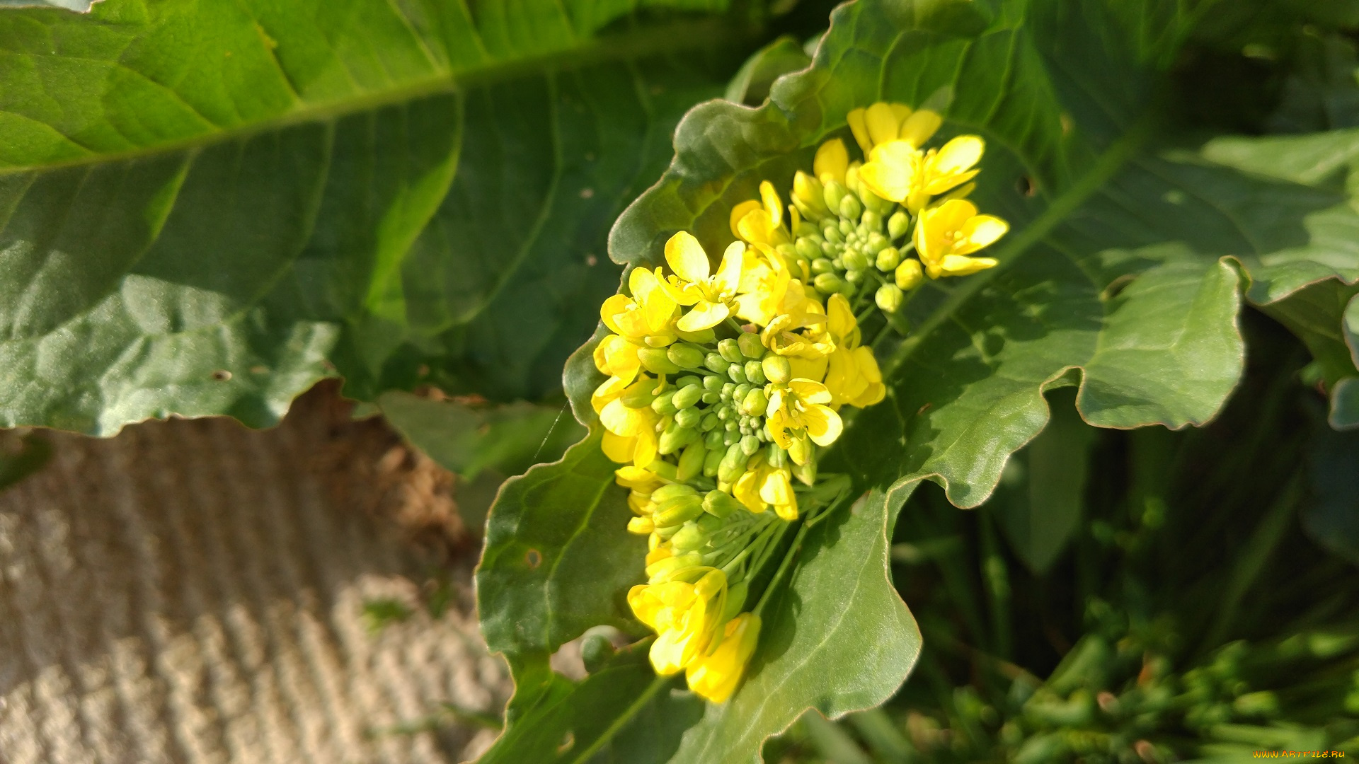 цветы, луговые, , полевые, , цветы, макро