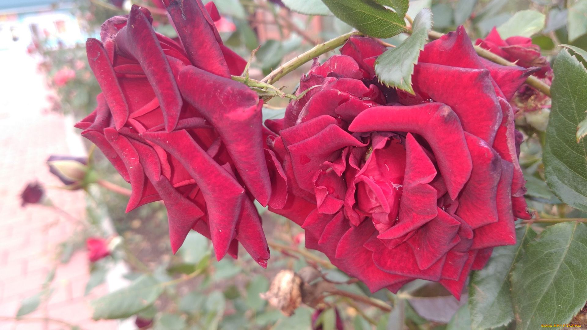 цветы, розы, красные