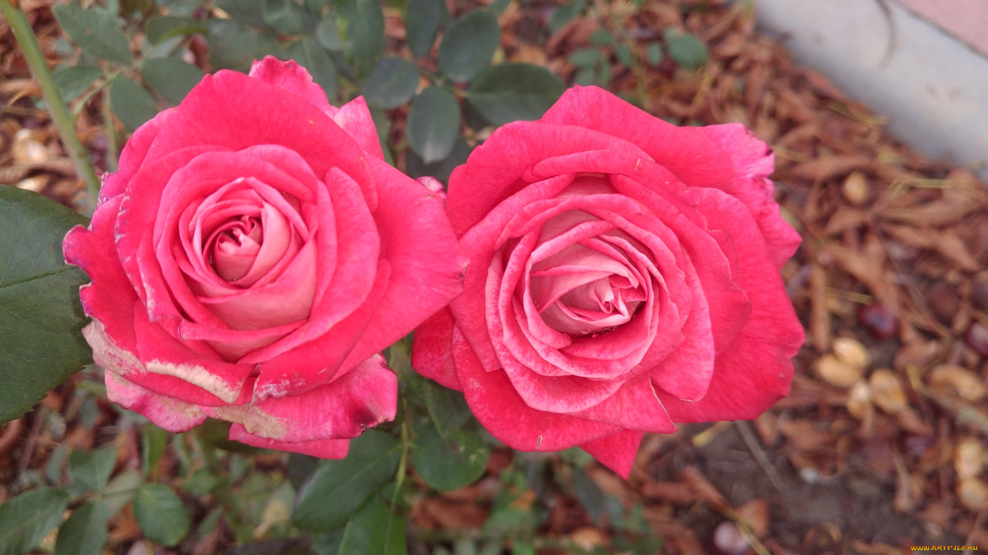 цветы, розы, розовые