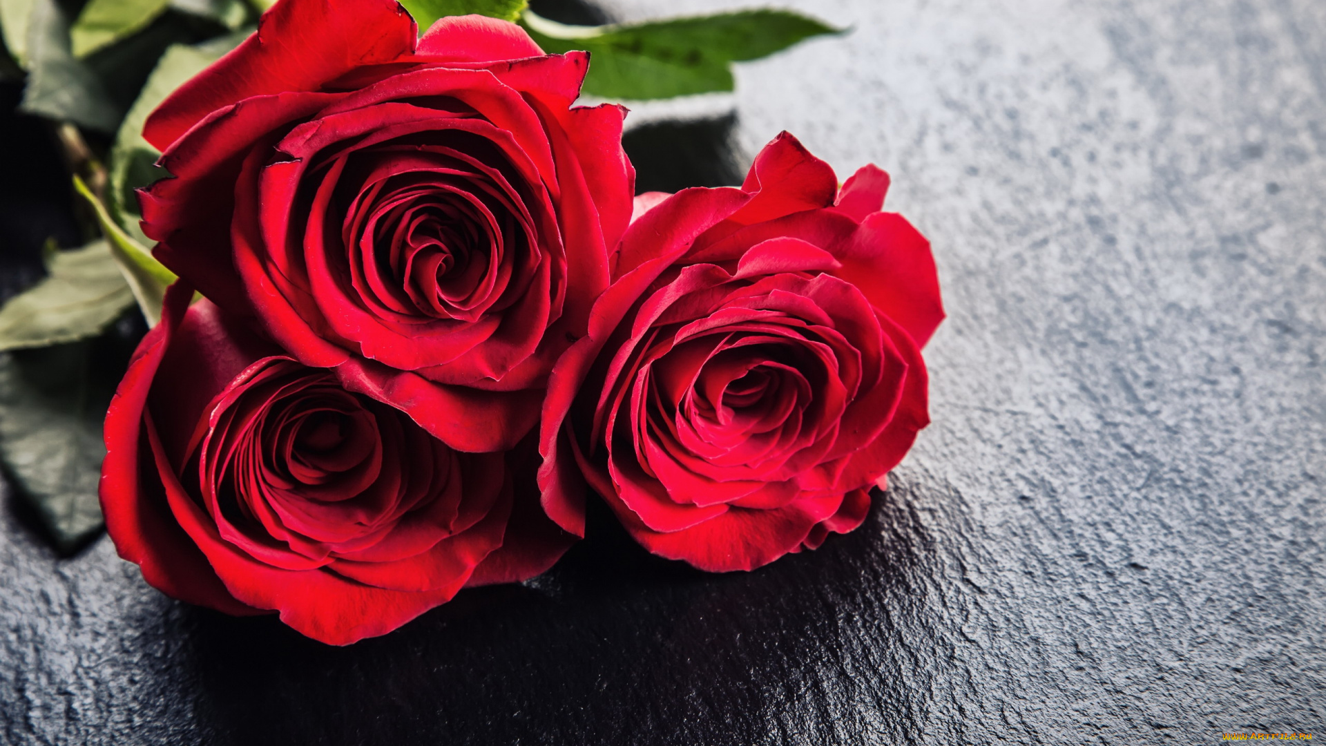 цветы, розы, трио