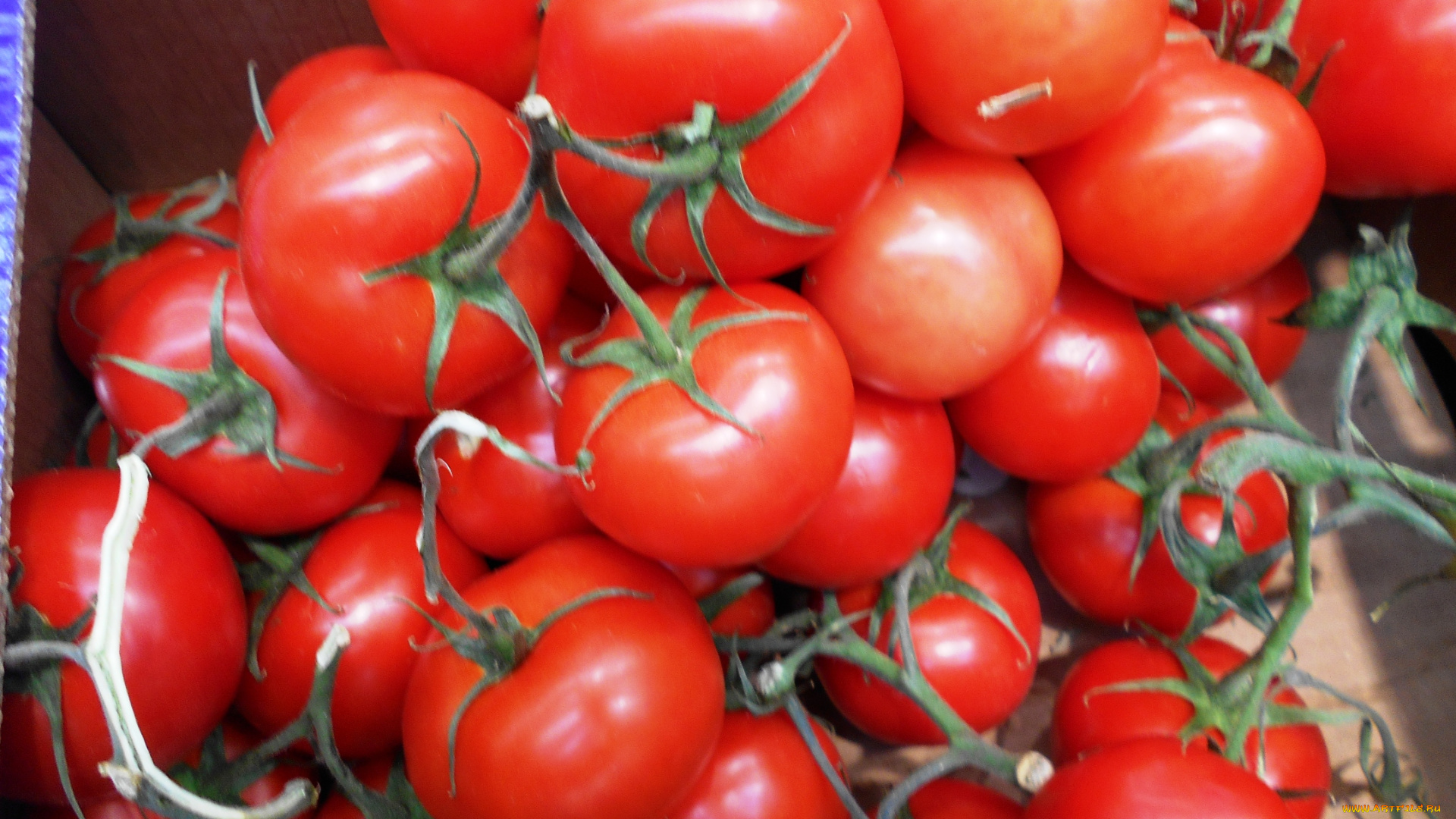 еда, помидоры, томаты