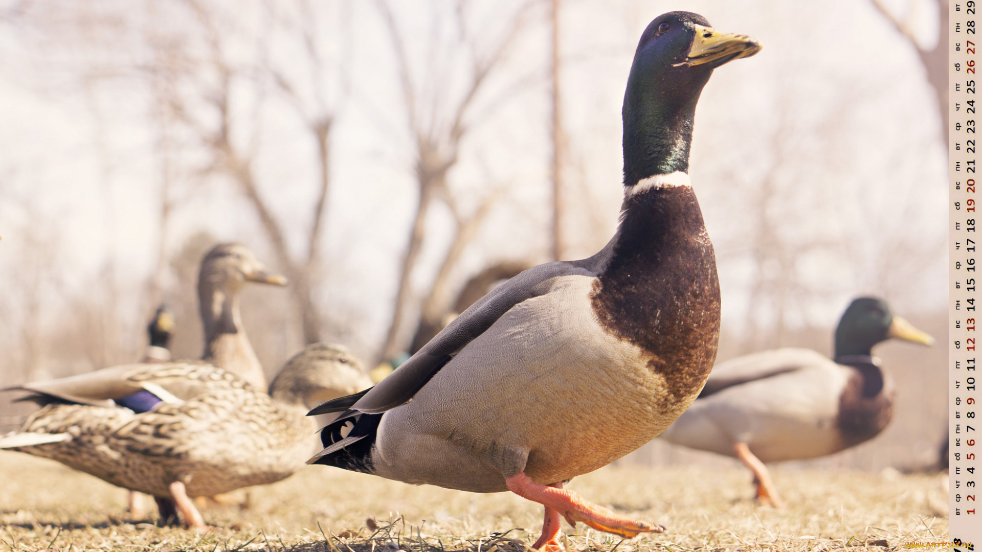 календари, животные, птица