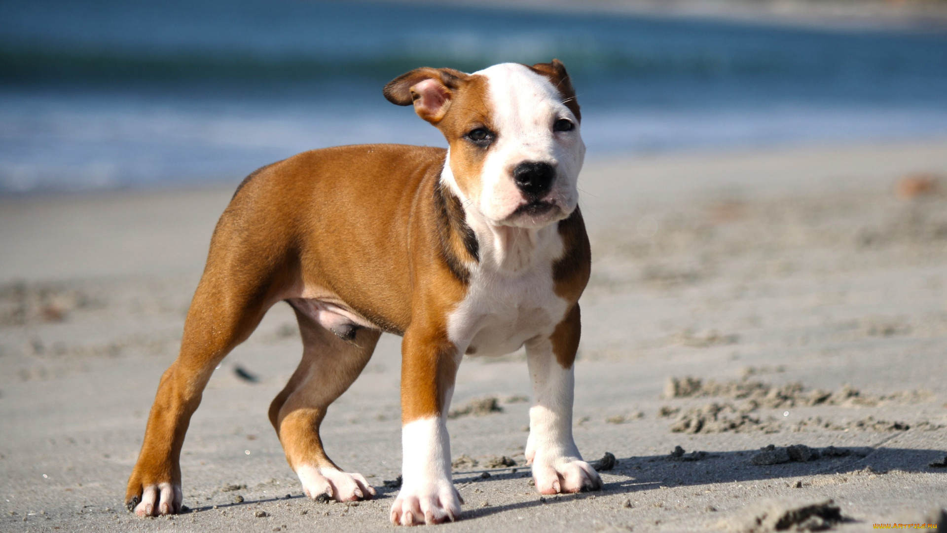 питбультерьер, животные, собаки, щенок, домашние, маленькая, собака