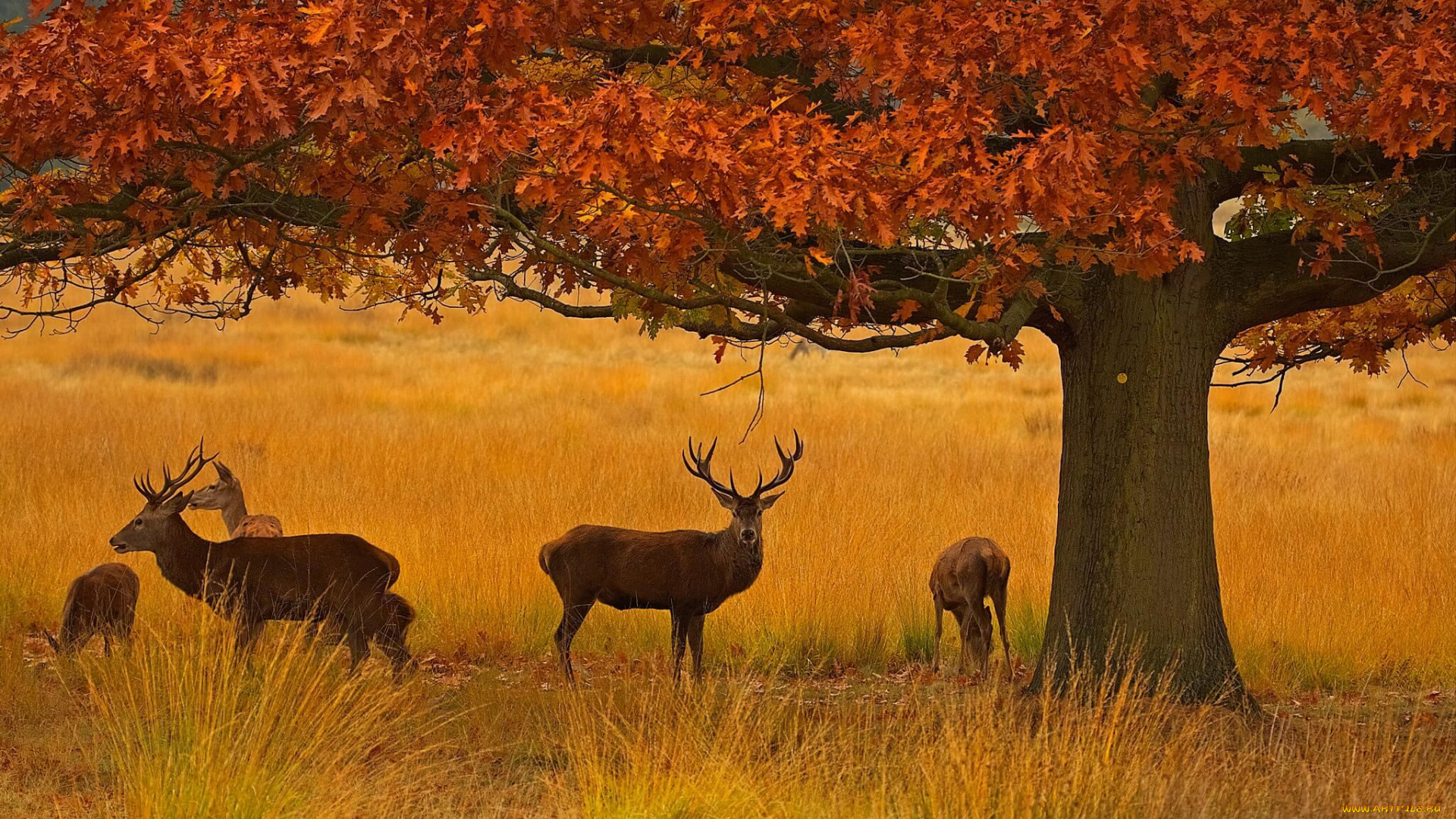 животные, олени, осень, дерево, трава