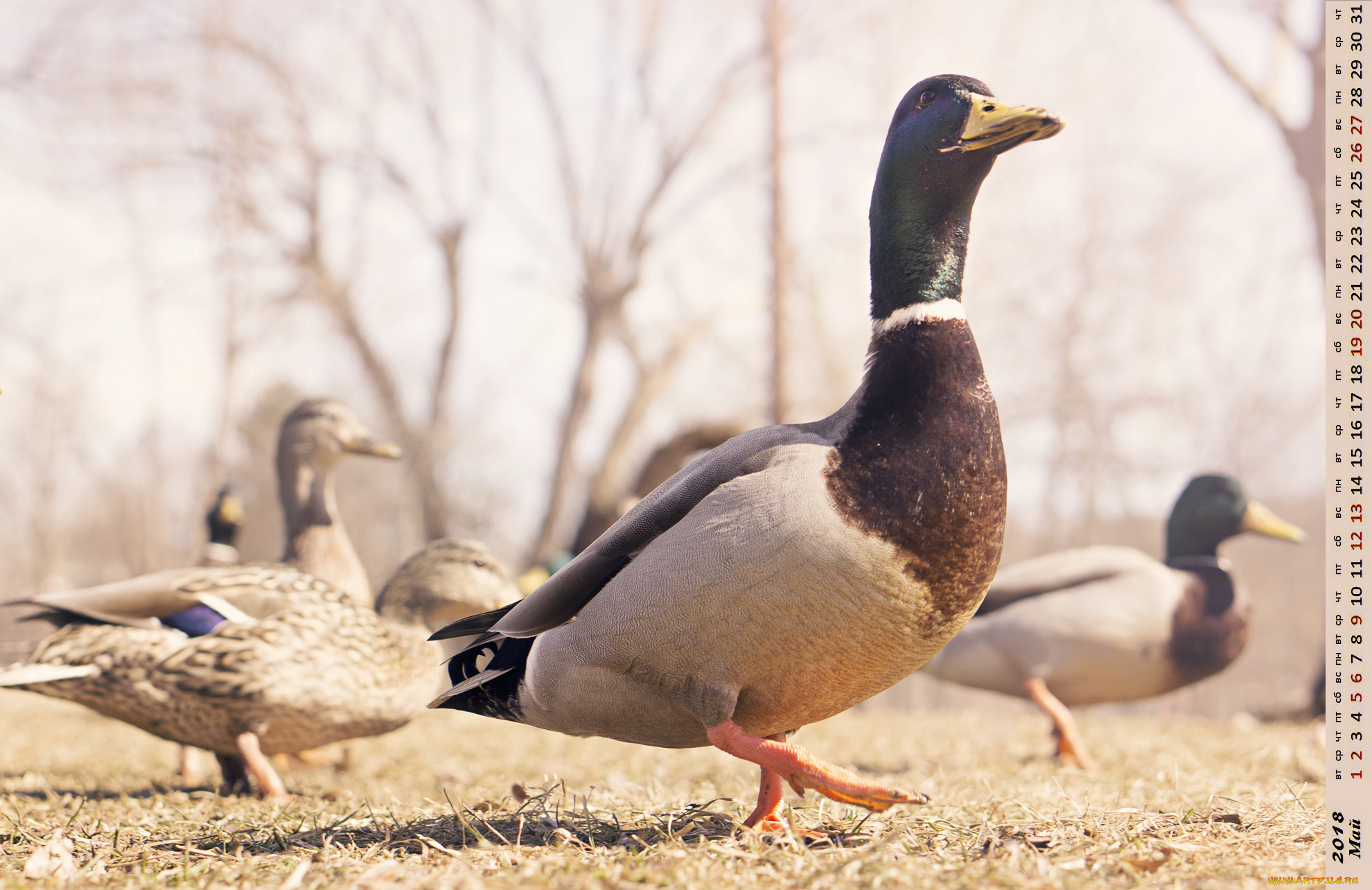 календари, животные, птица