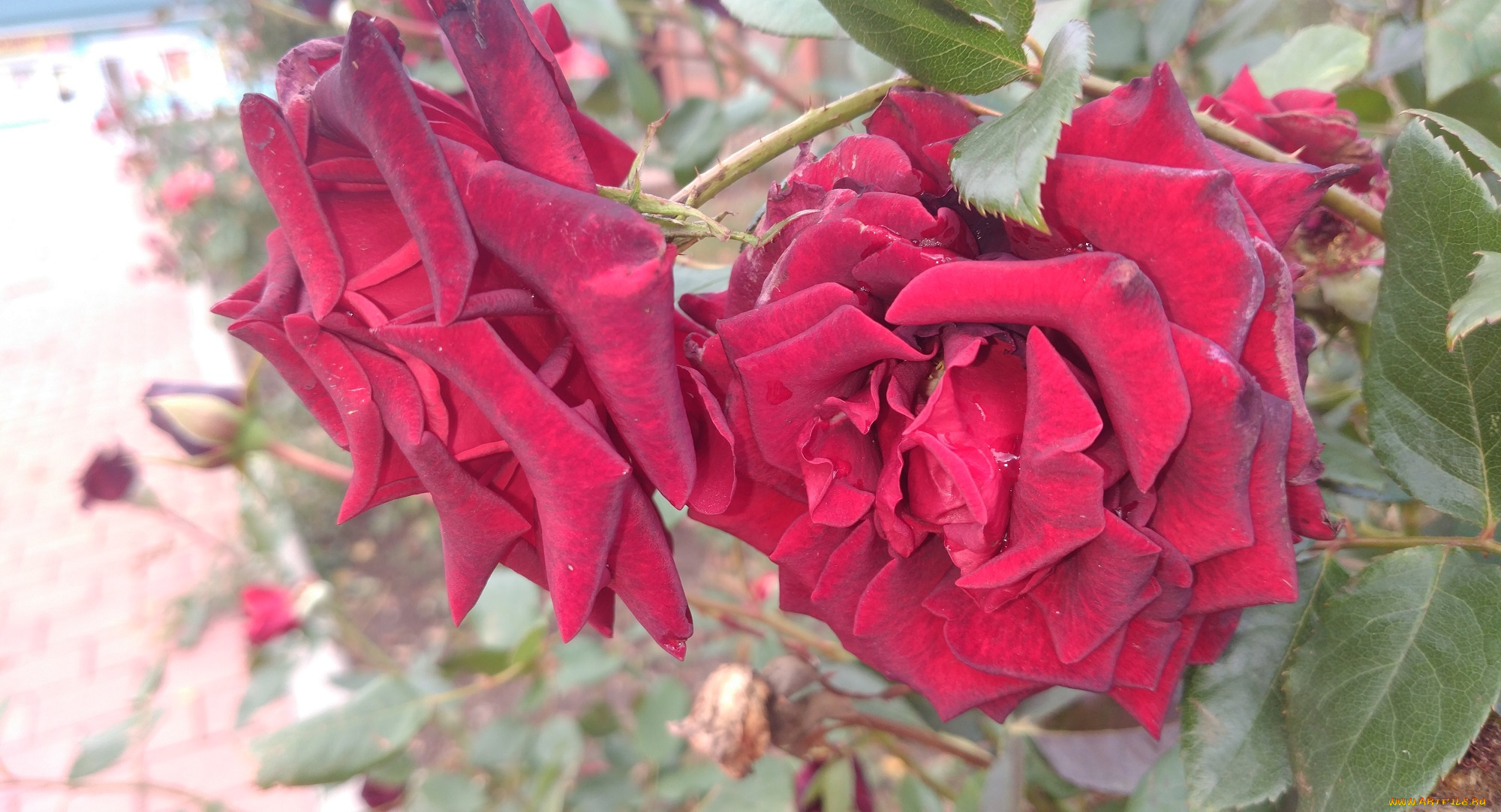 цветы, розы, красные