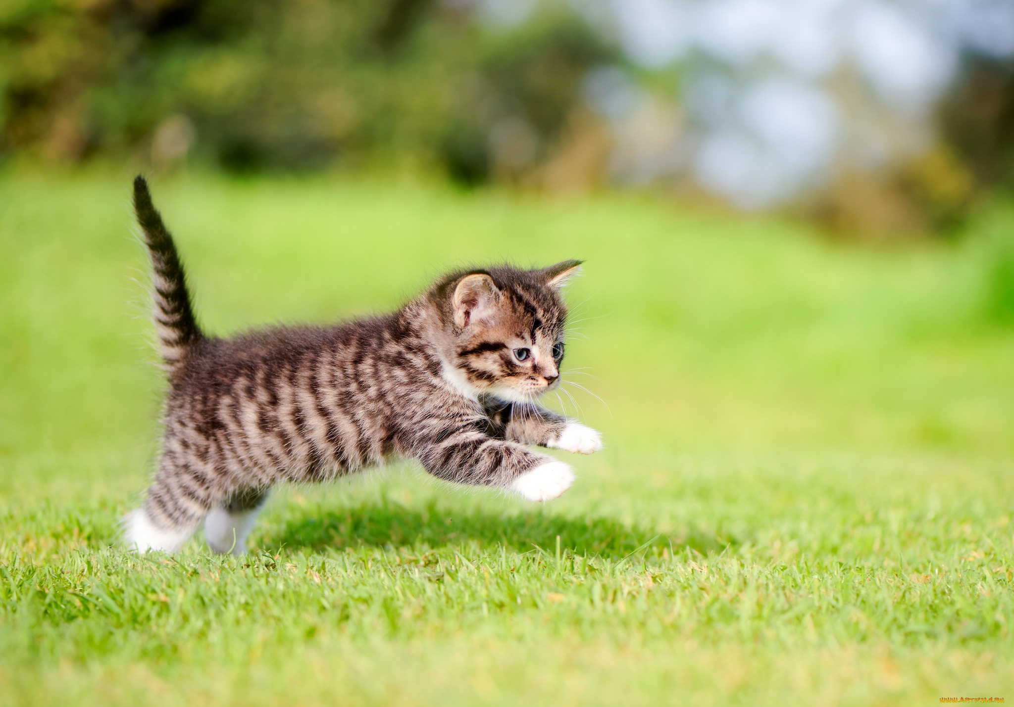 животные, коты, малыш, котенок, прыжок