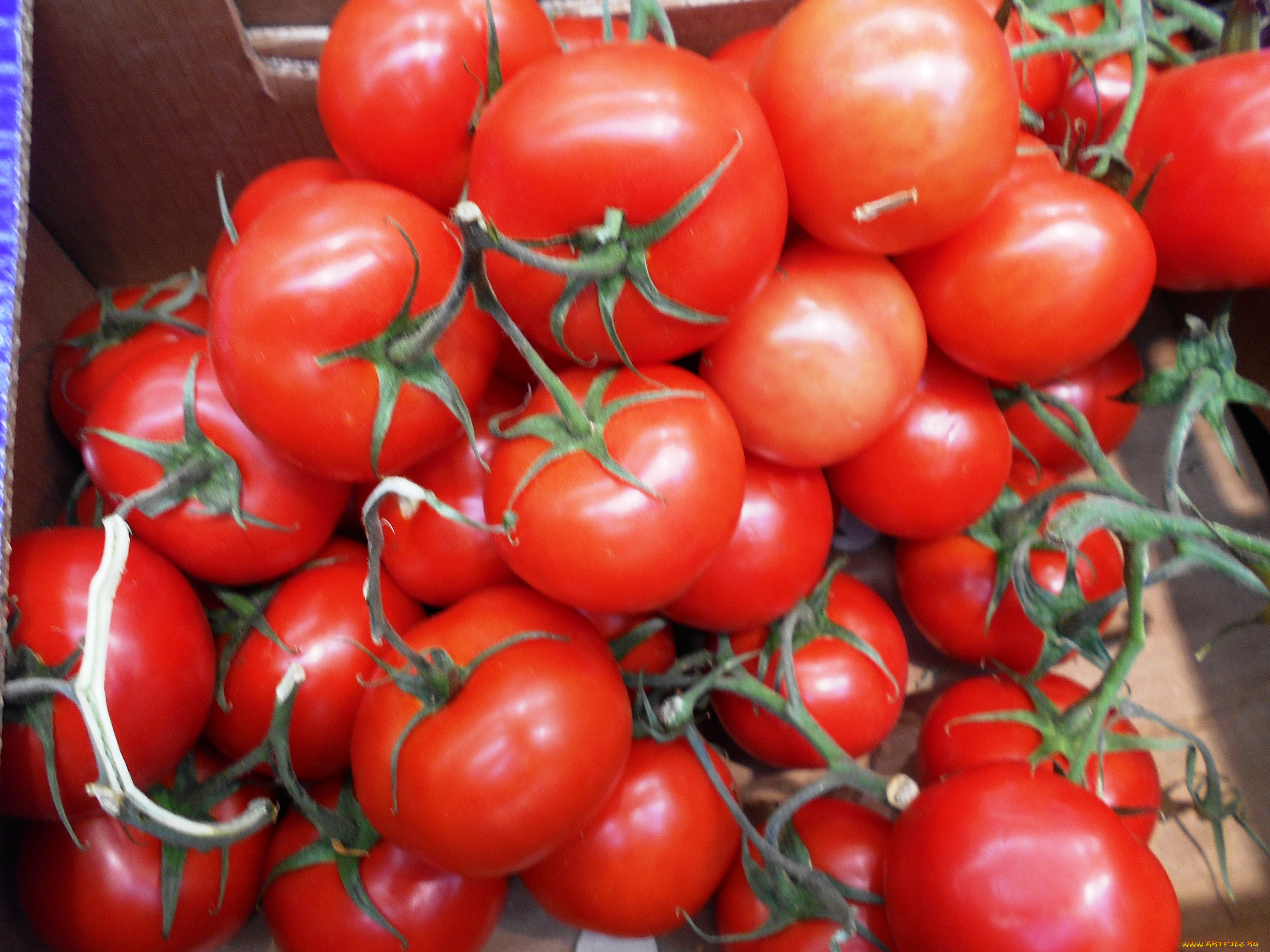 еда, помидоры, томаты