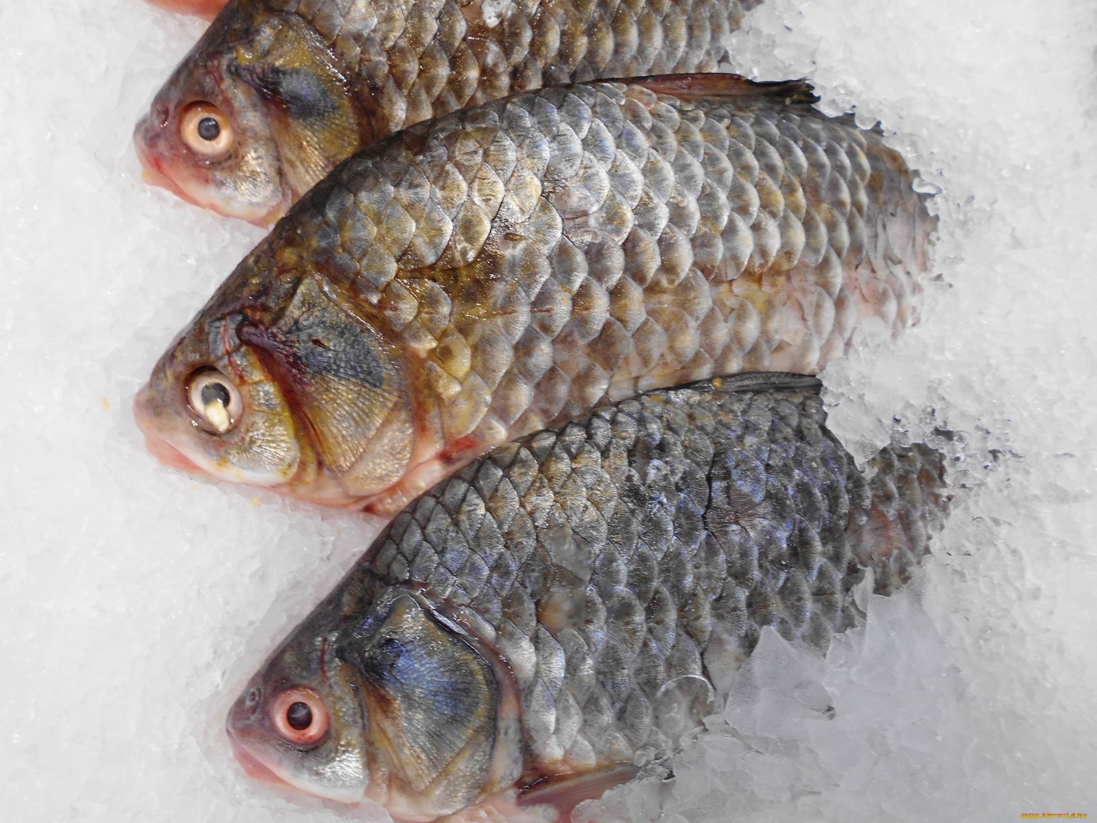 еда, рыба, , морепродукты, , суши, , роллы