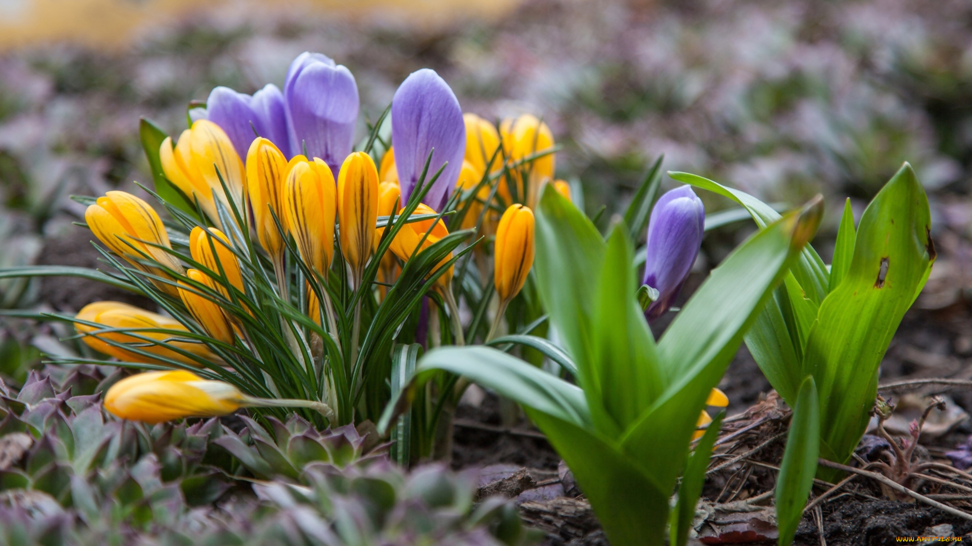 цветы, крокусы, первоцветы, весна, лиловые, желтые