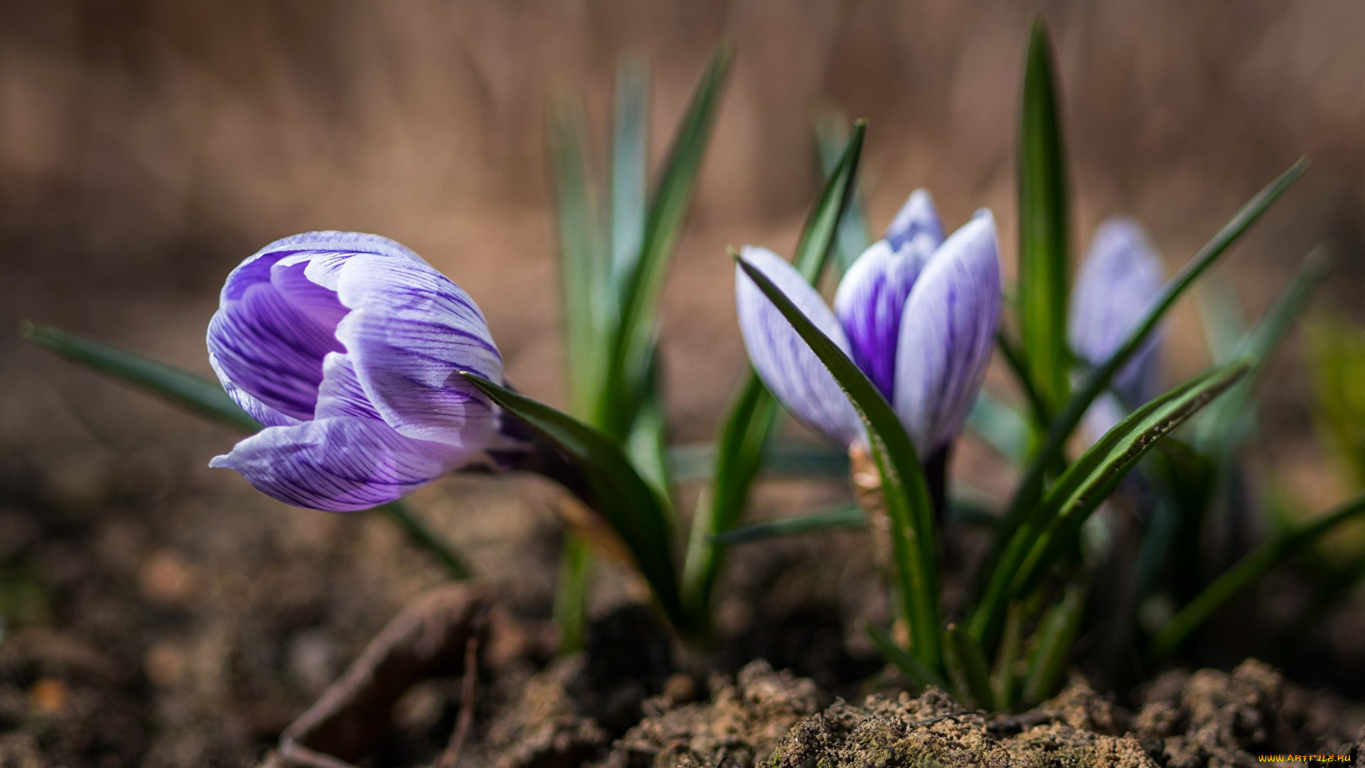 цветы, крокусы, первоцветы, весна, полосатые