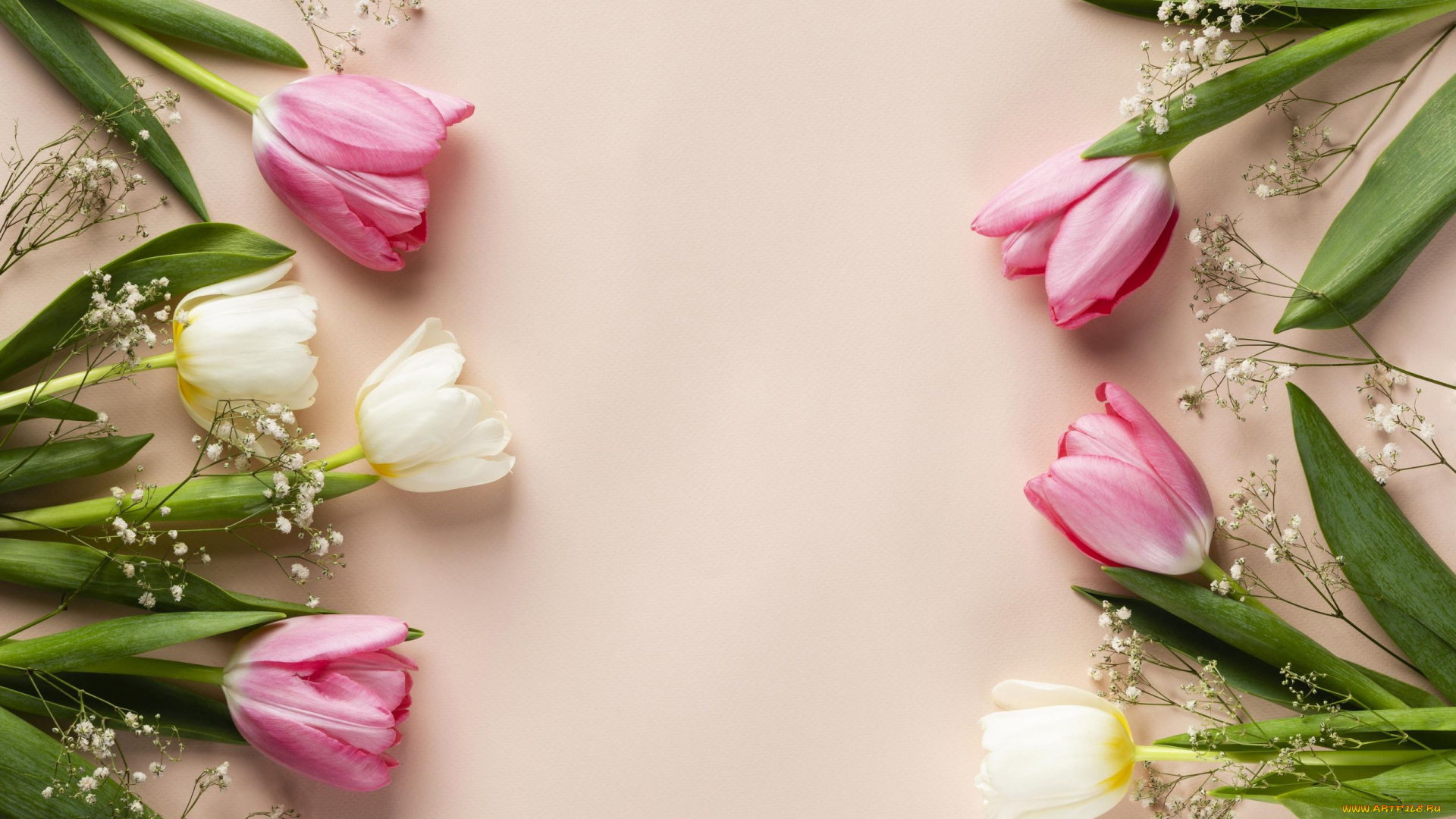 цветы, тюльпаны, разноцветные, бутоны