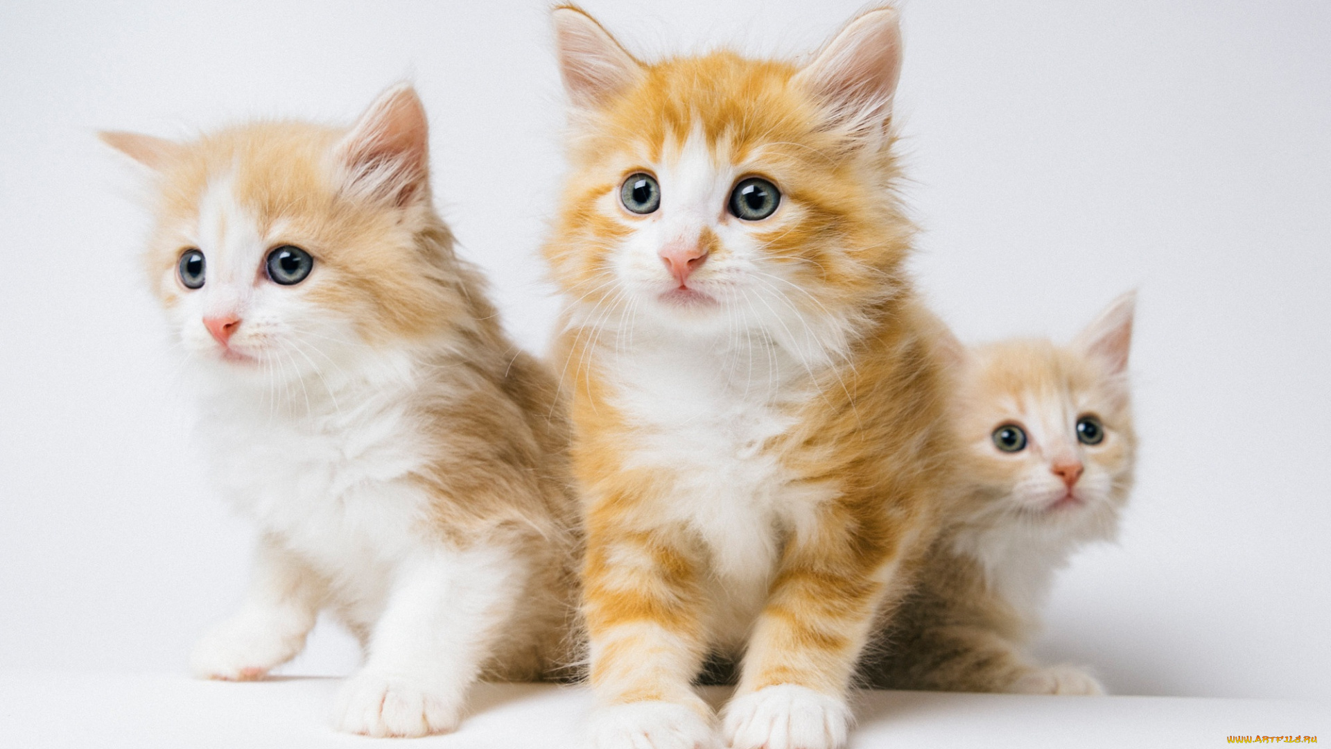 пушистики, животные, коты, котята, комочки, шерсти, няшные, существа, да, и, лучшие, друзья, человека, мур, мяу