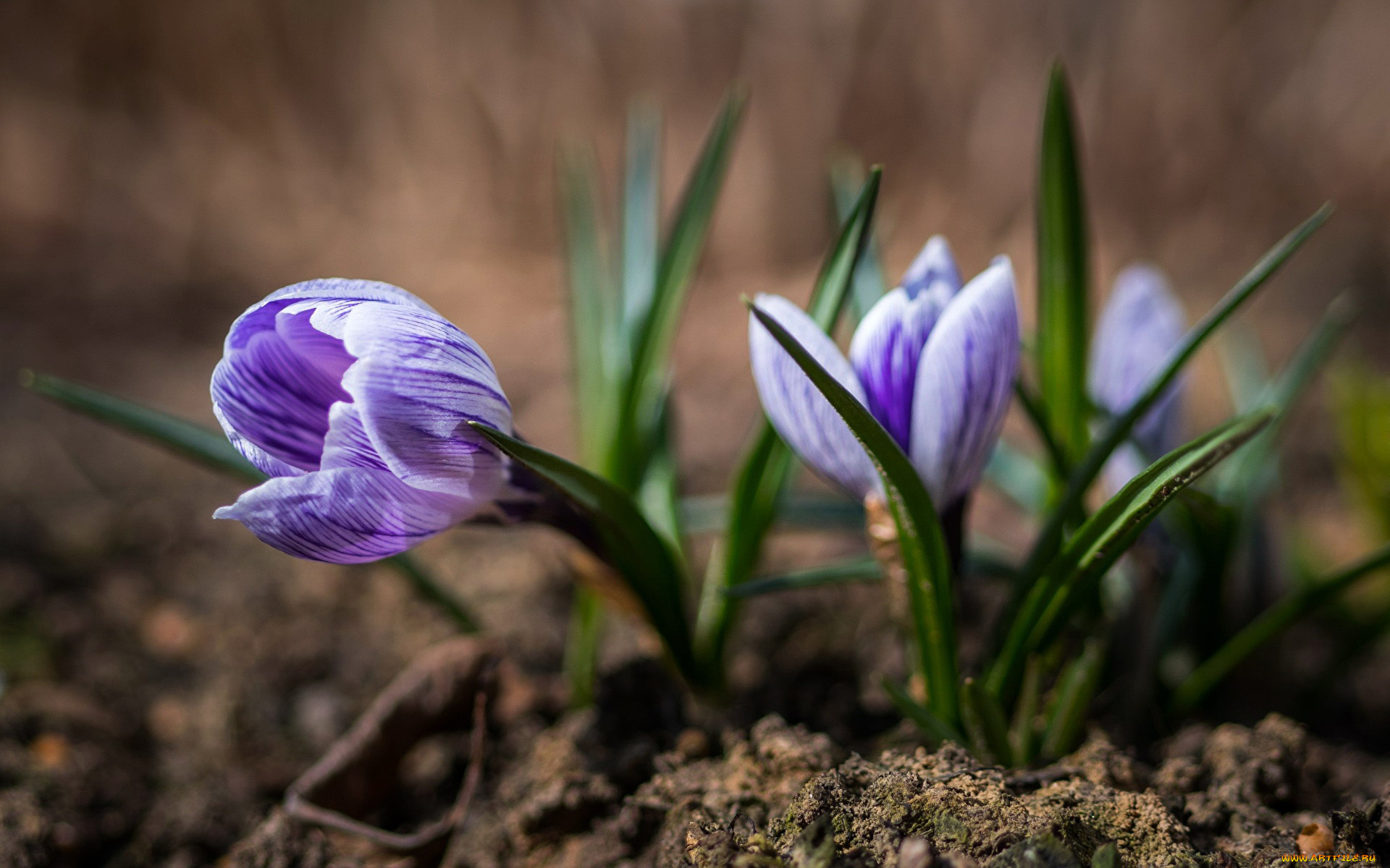 цветы, крокусы, первоцветы, весна, полосатые