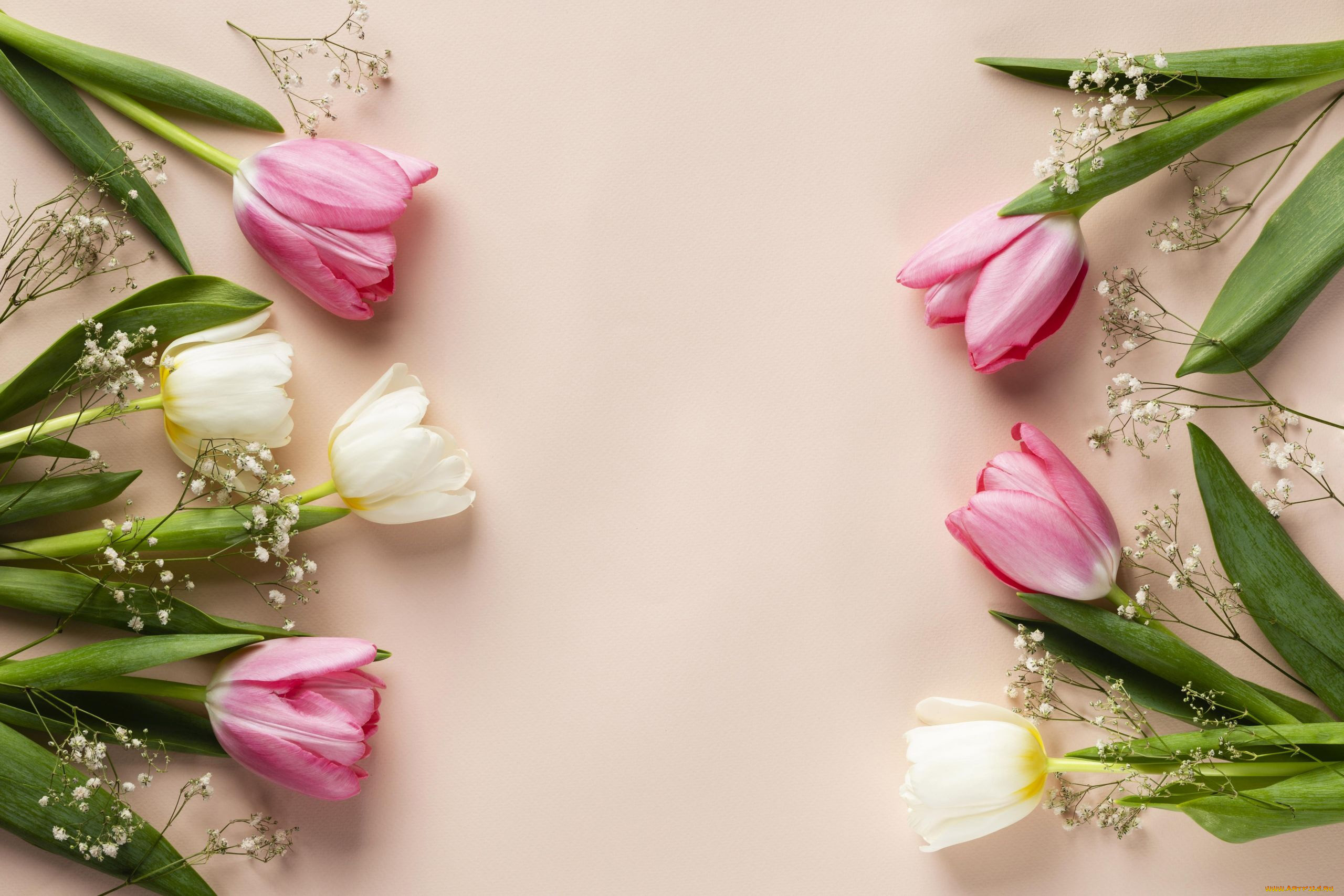 цветы, тюльпаны, разноцветные, бутоны