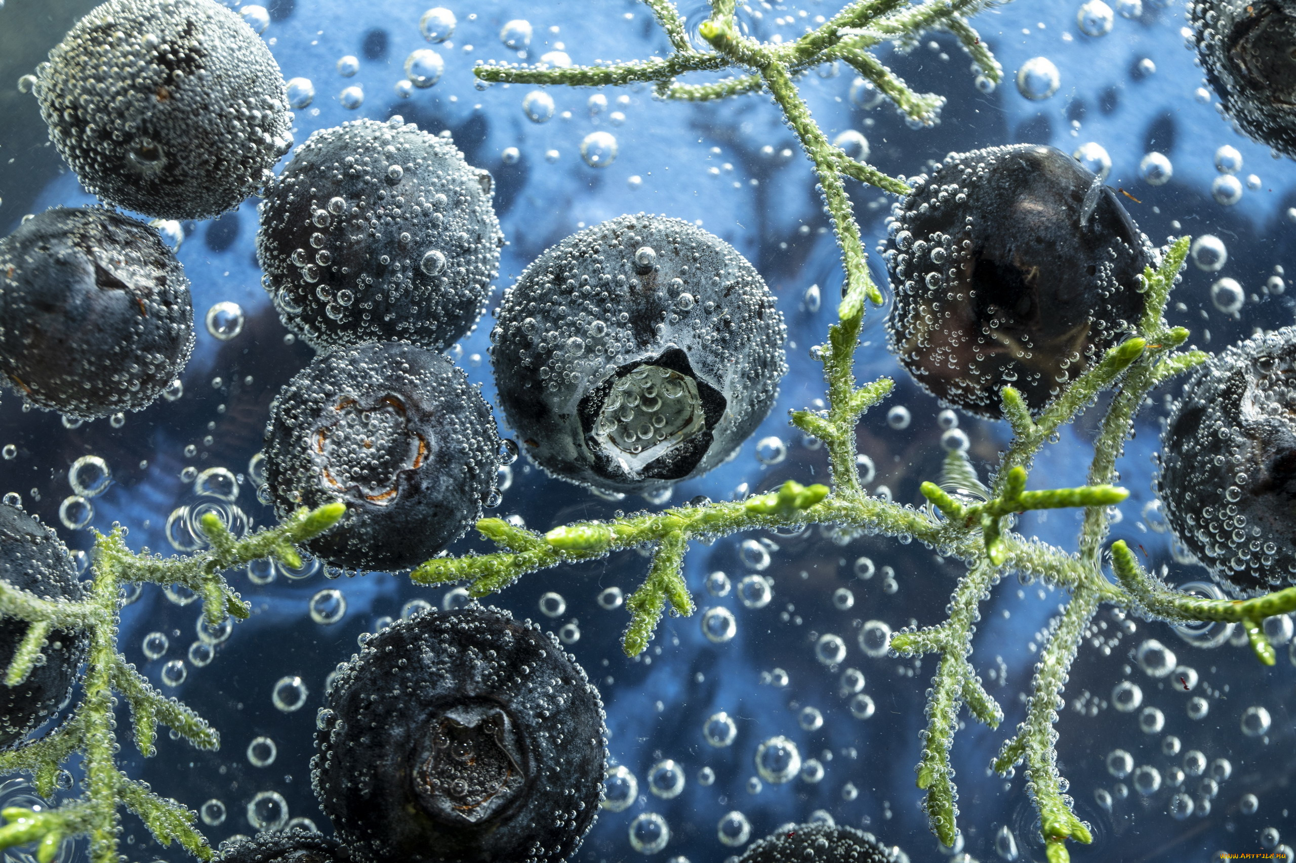 еда, голубика, , черника, ягоды, черника, вода, макро